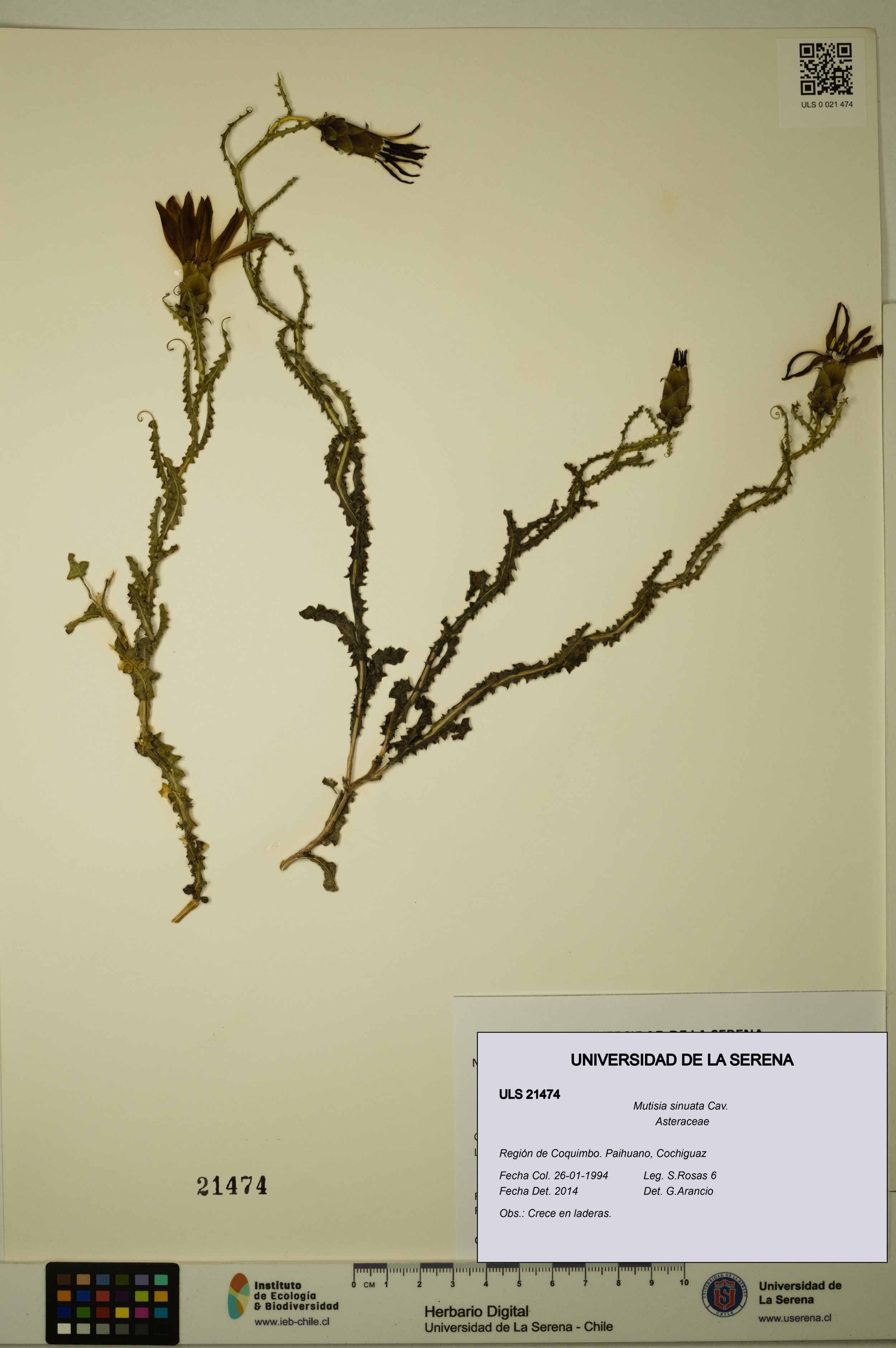 Mutisia sinuata [Espécimen: ]