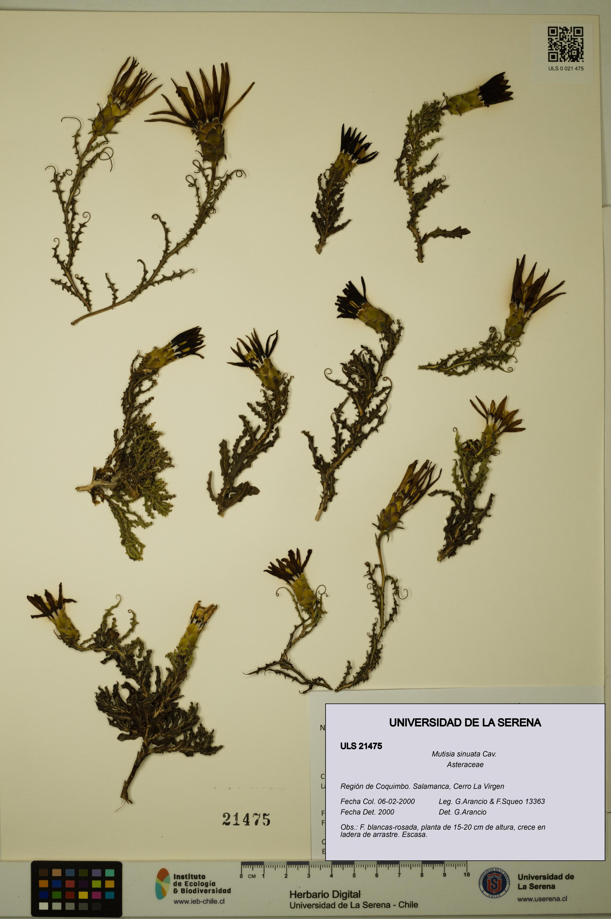 Mutisia sinuata [Espécimen: ]