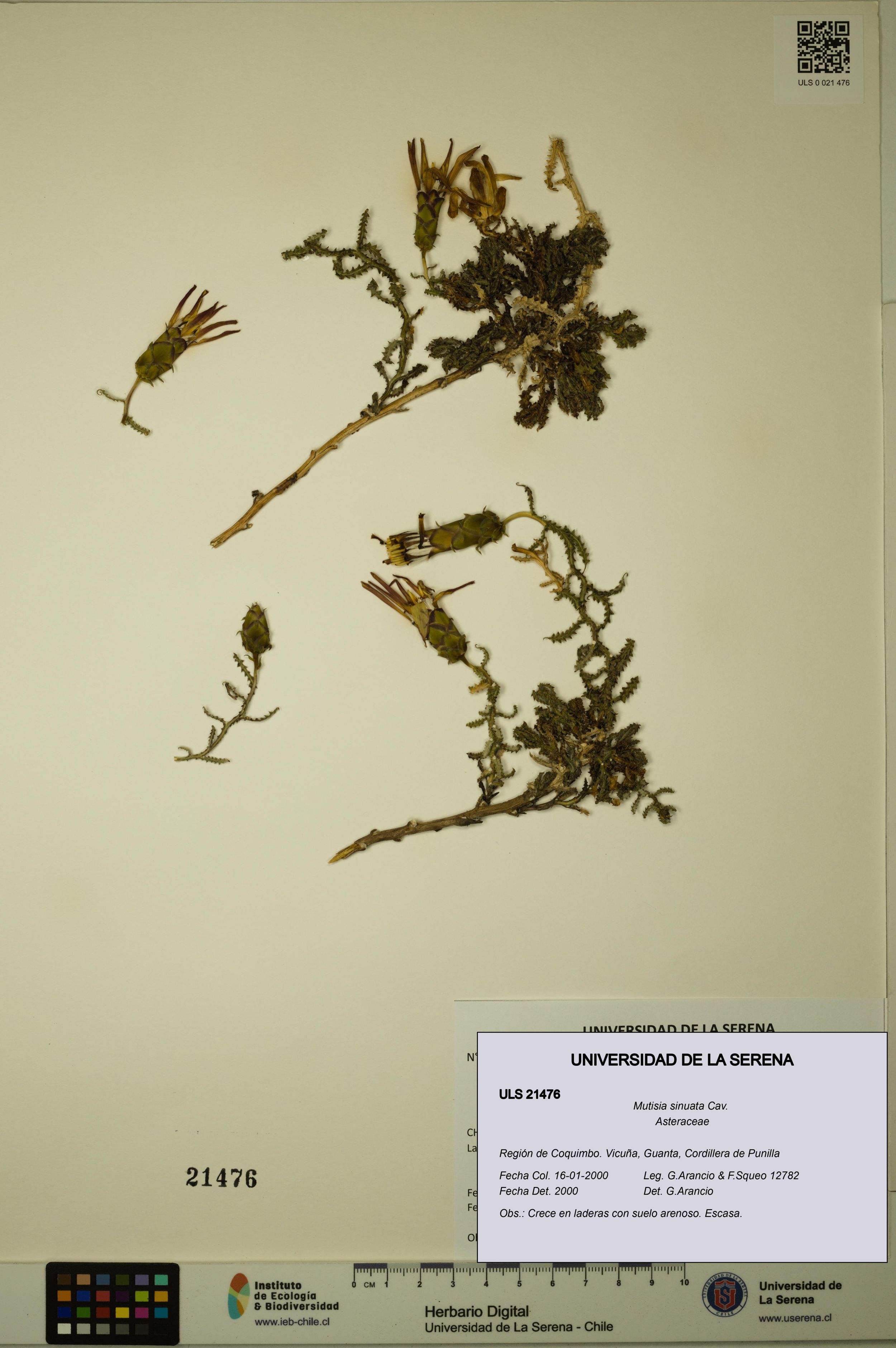 Mutisia sinuata [Espécimen: ]