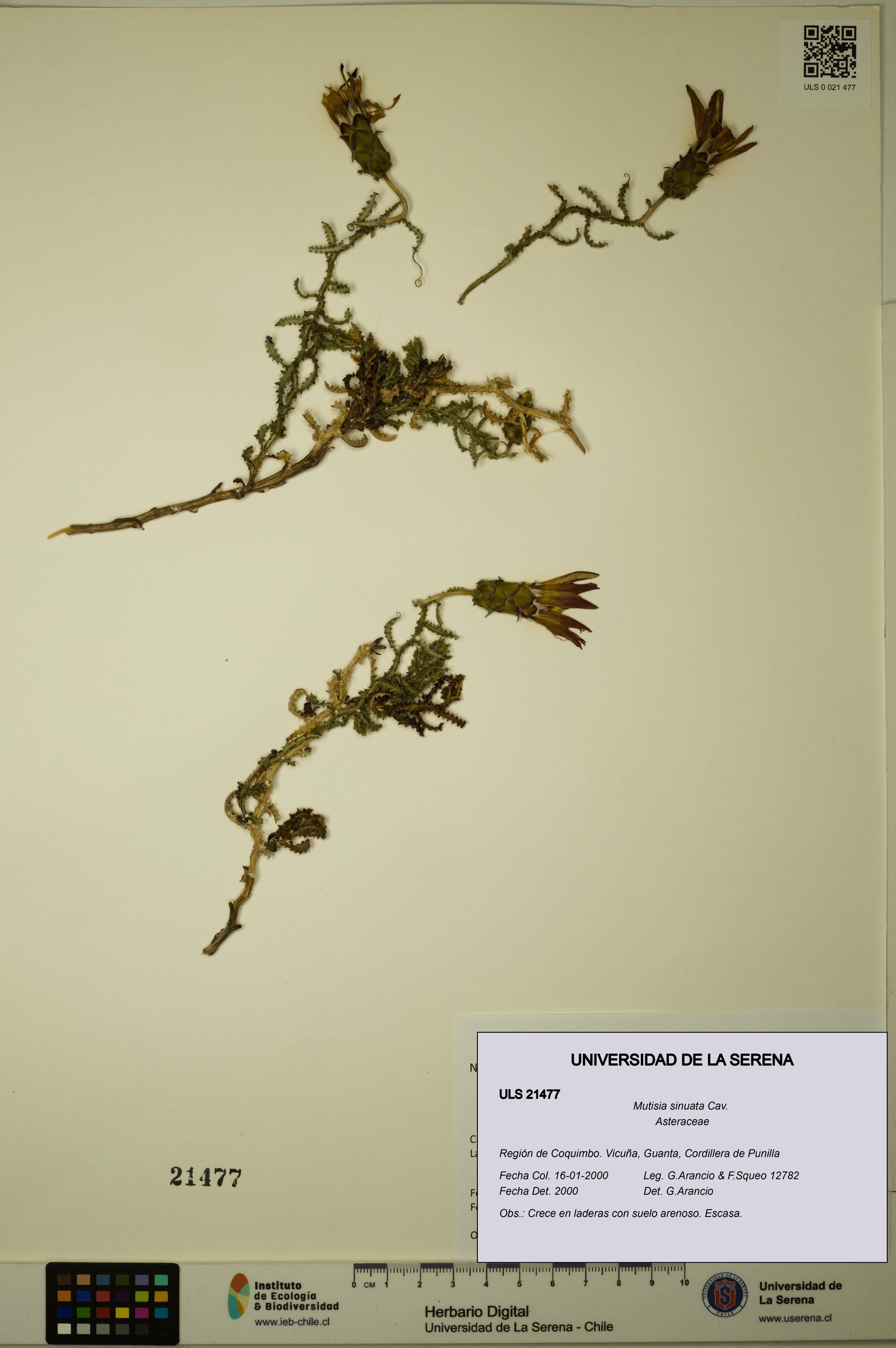 Mutisia sinuata [Espécimen: ]