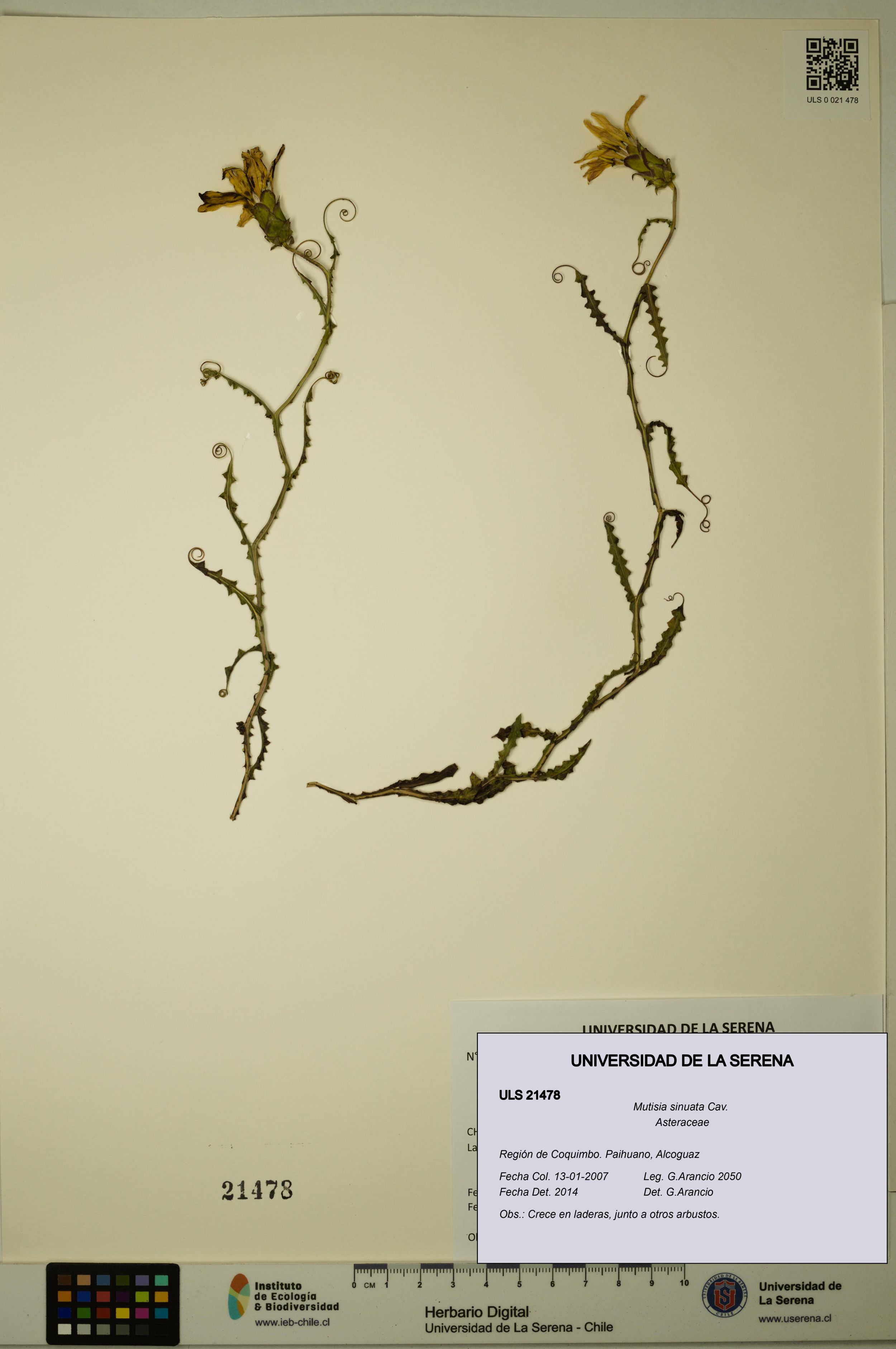 Mutisia sinuata [Espécimen: ]