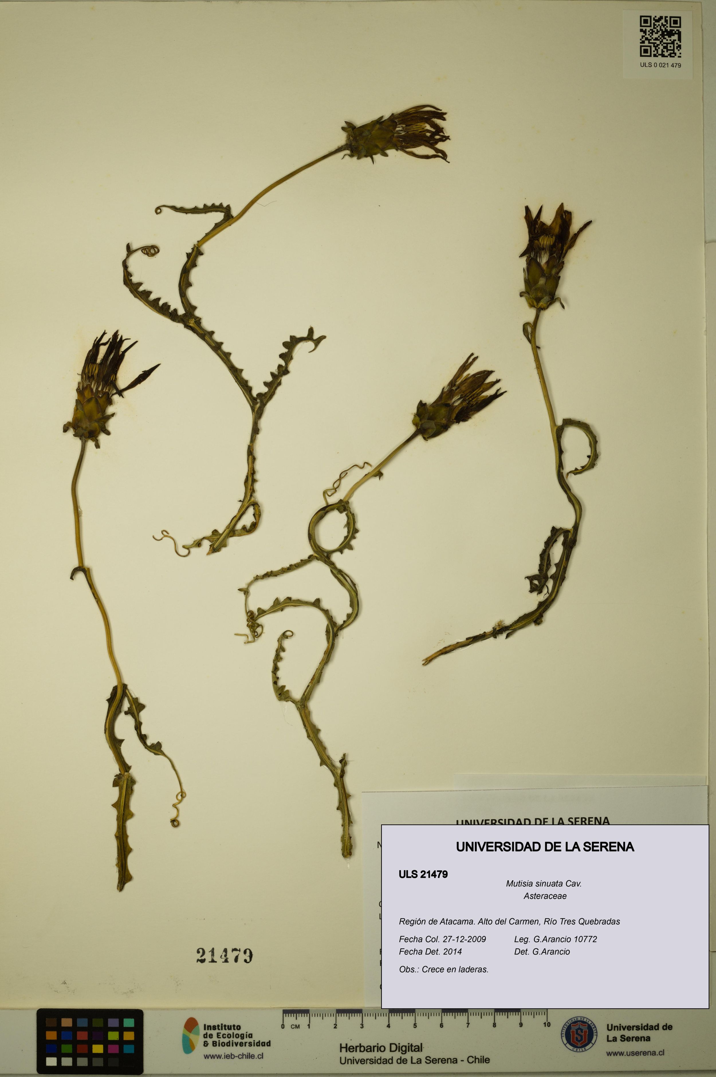 Mutisia sinuata [Espécimen: ]