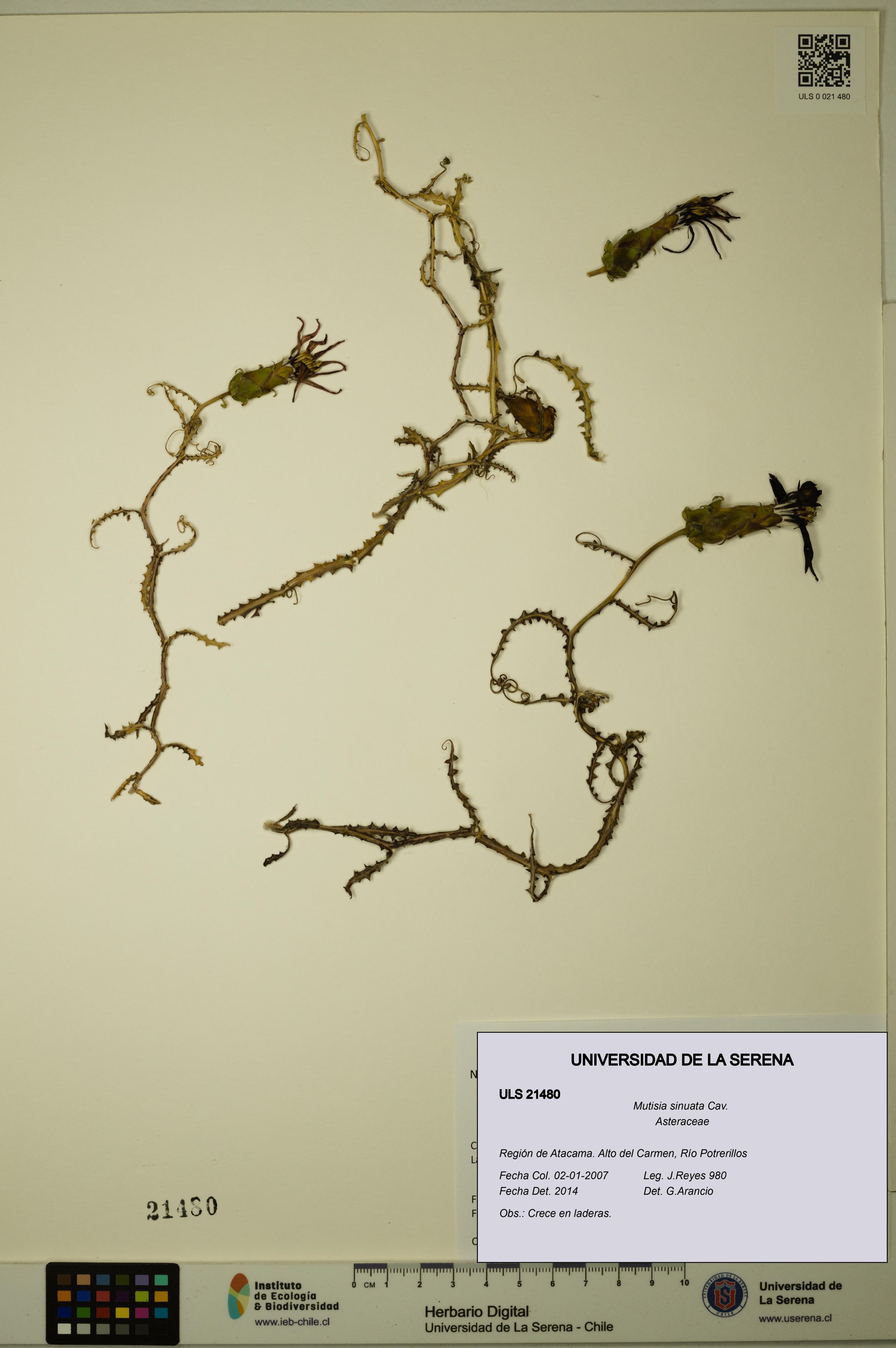 Mutisia sinuata [Espécimen: ]