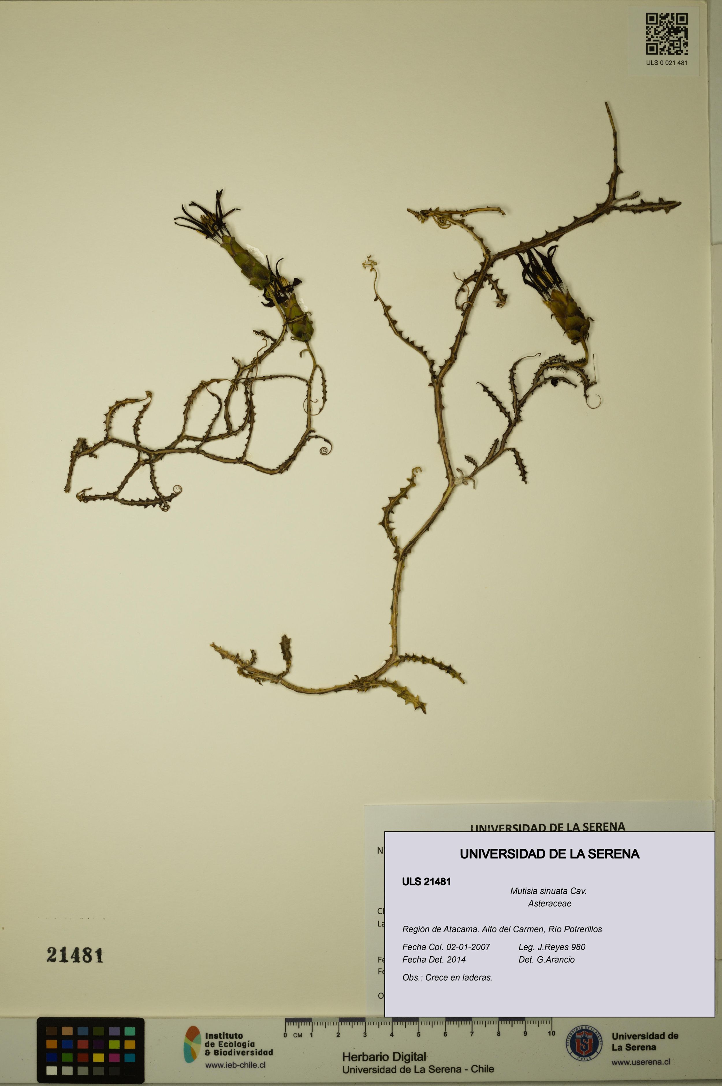 Mutisia sinuata [Espécimen: ]