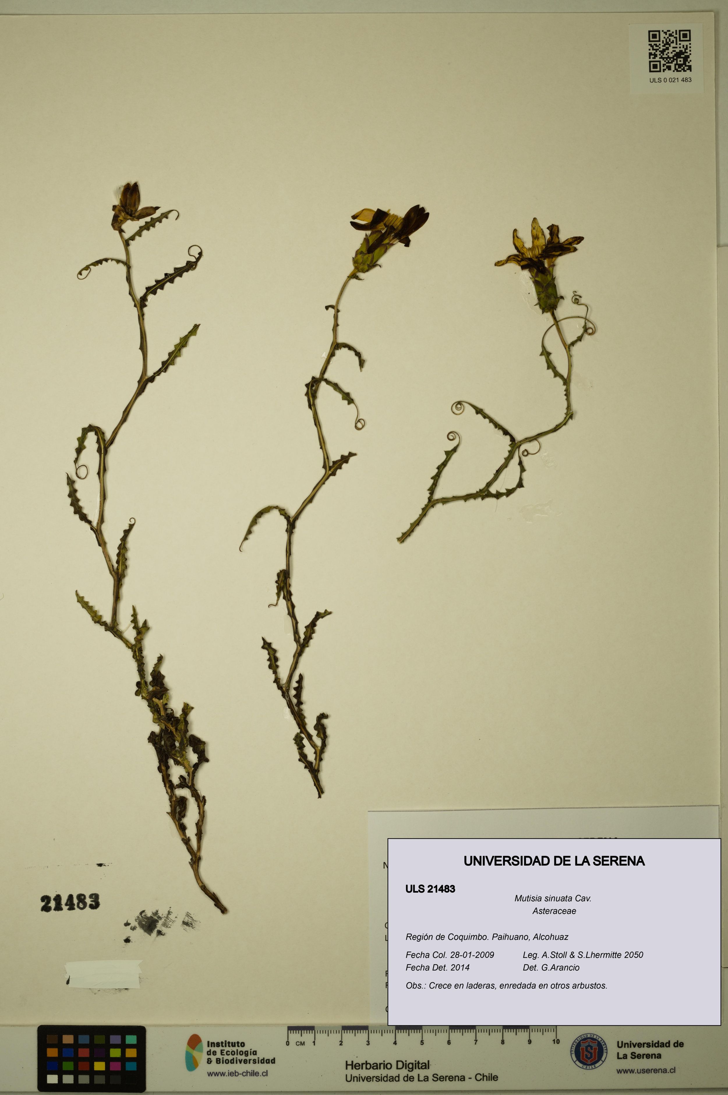 Mutisia sinuata [Espécimen: ]