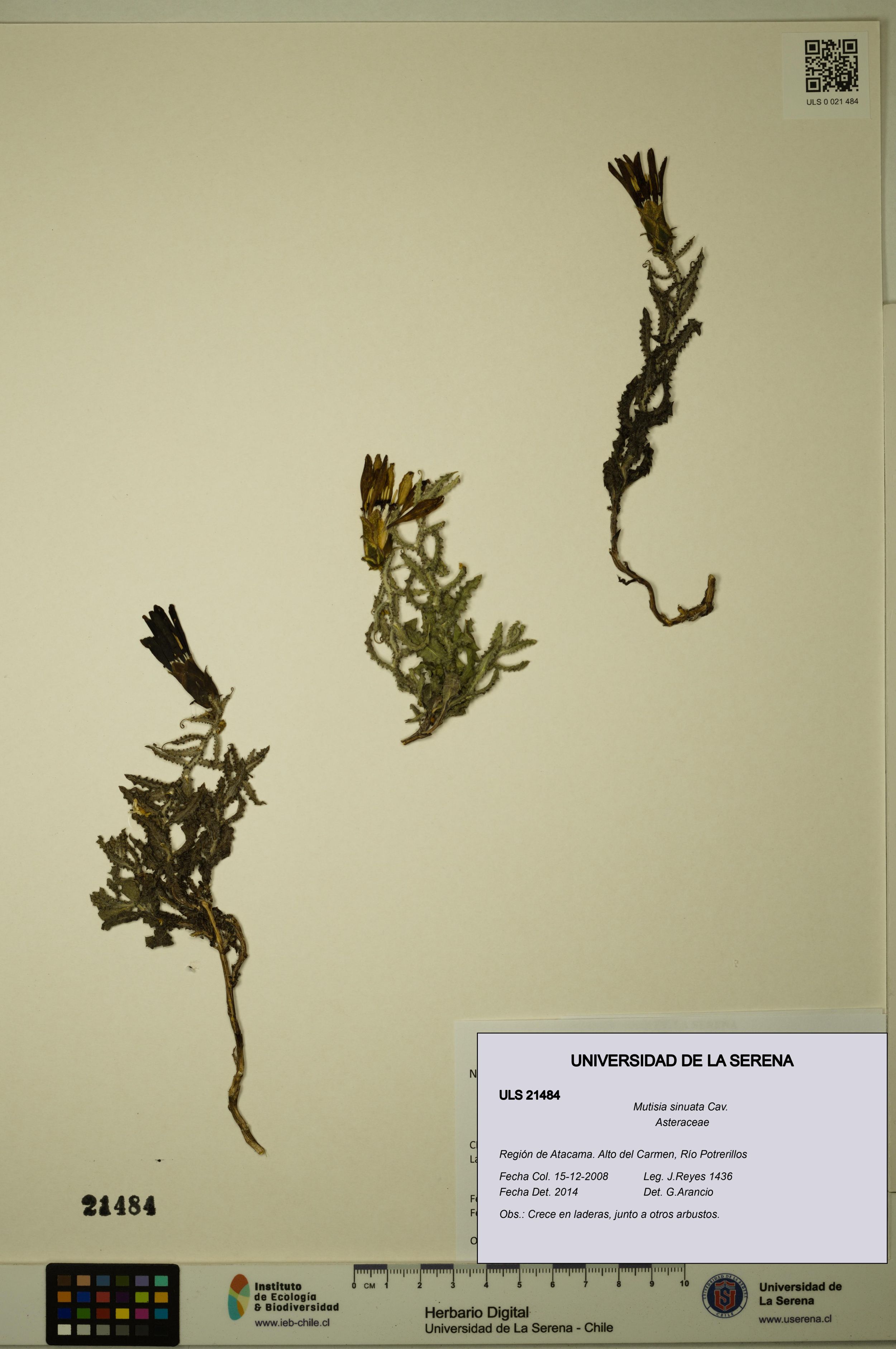 Mutisia sinuata [Espécimen: ]