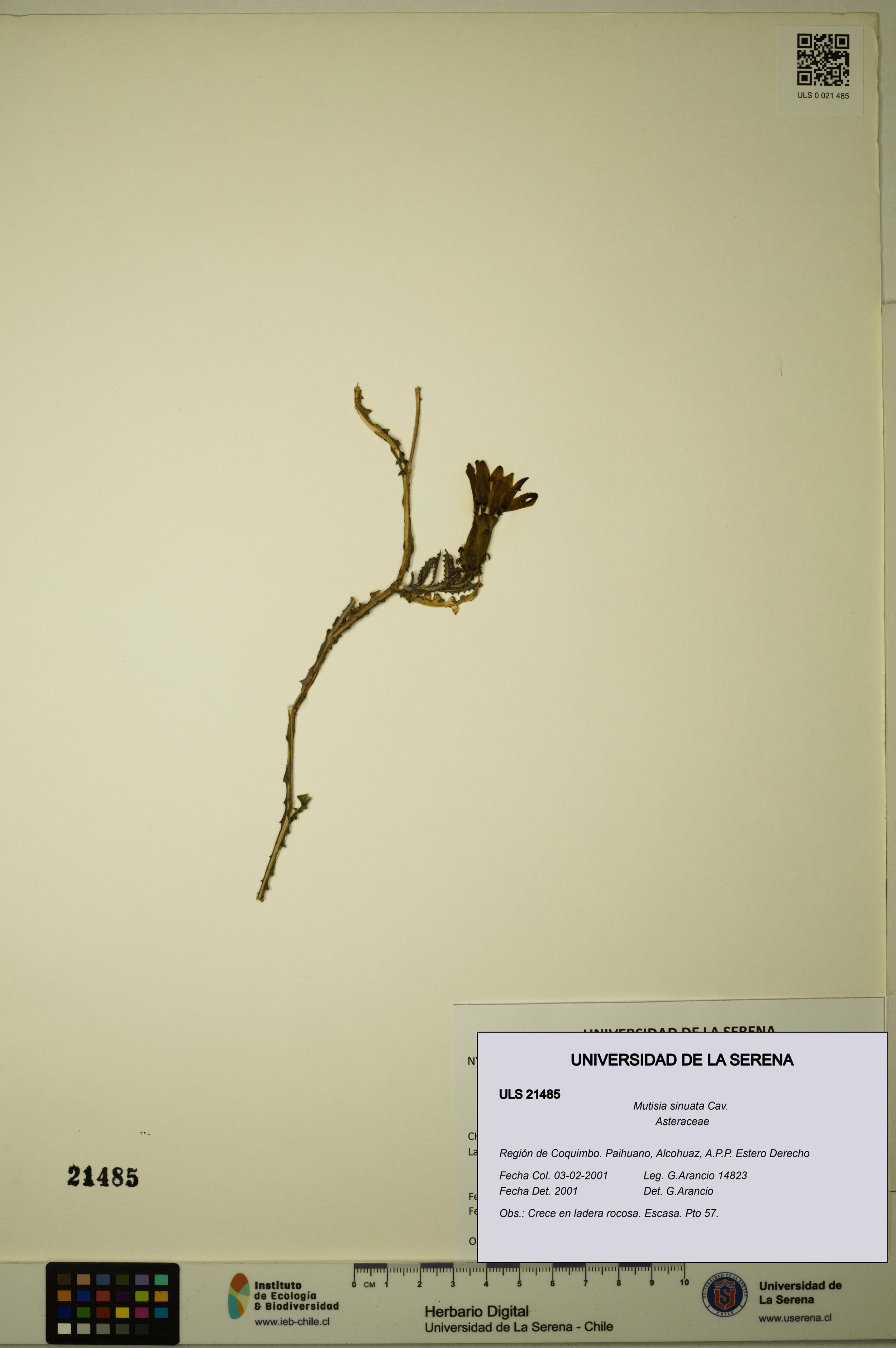Mutisia sinuata [Espécimen: ]