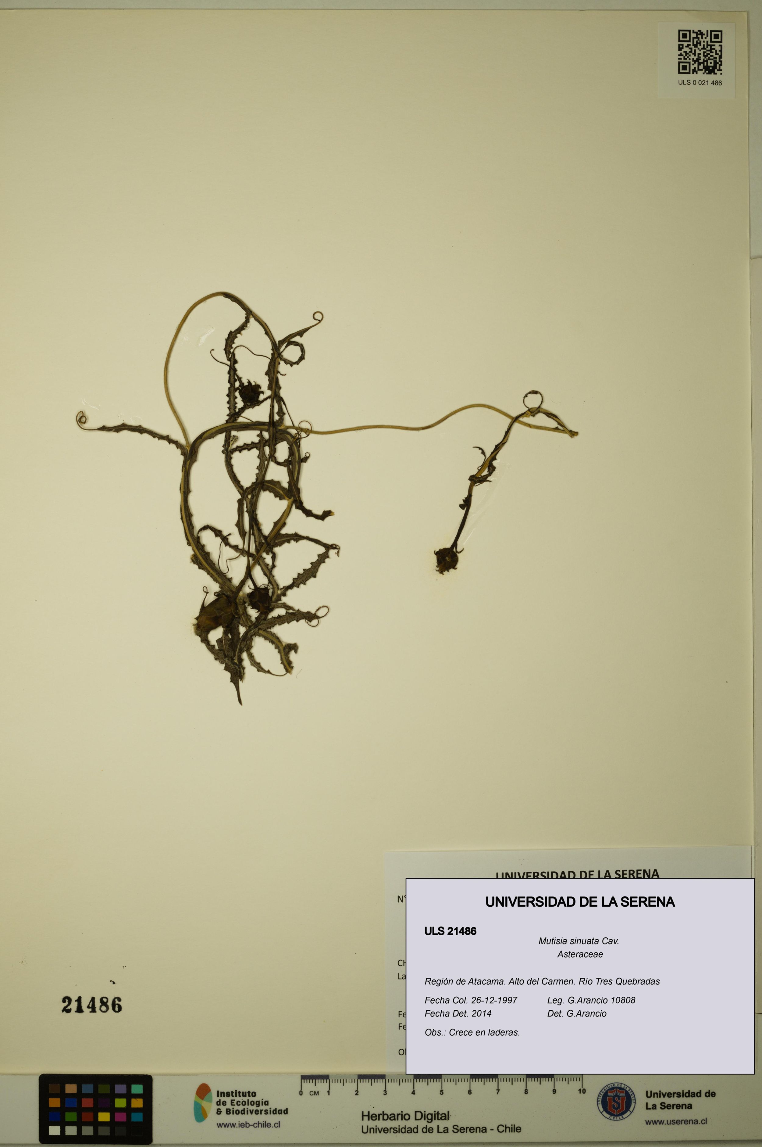 Mutisia sinuata [Espécimen: ]