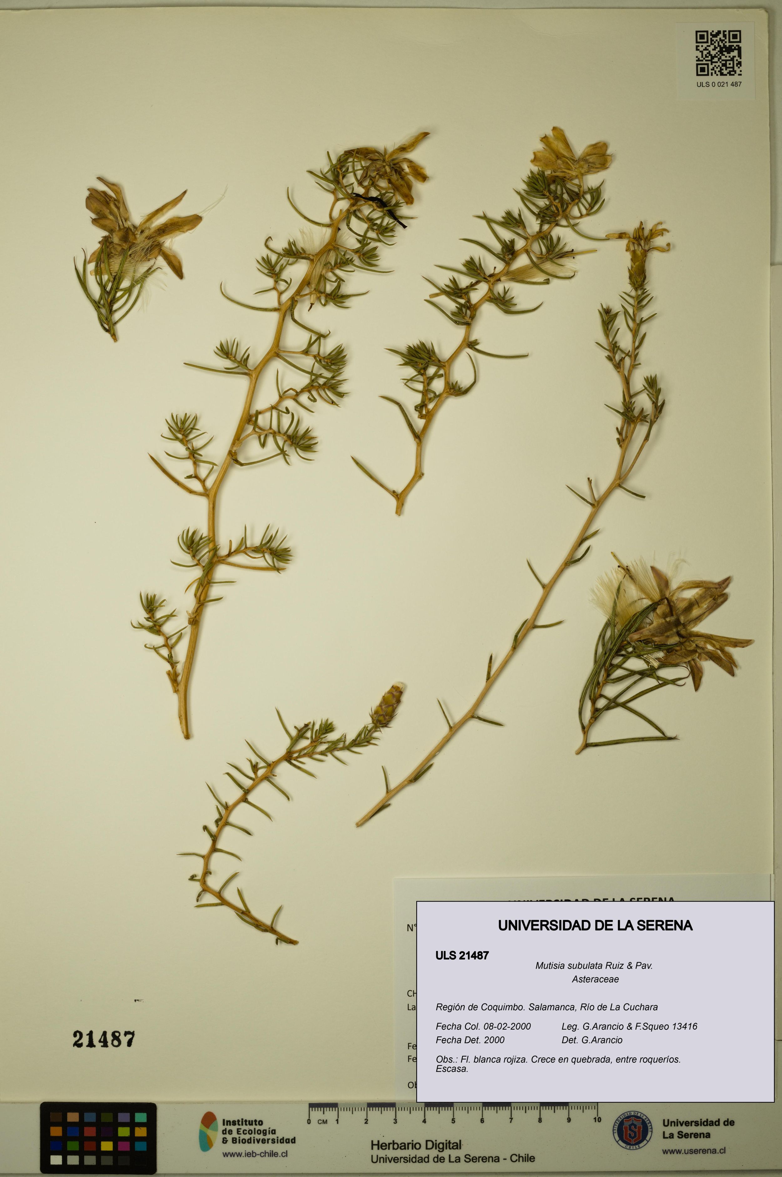 Mutisia subulata [Espécimen: ]