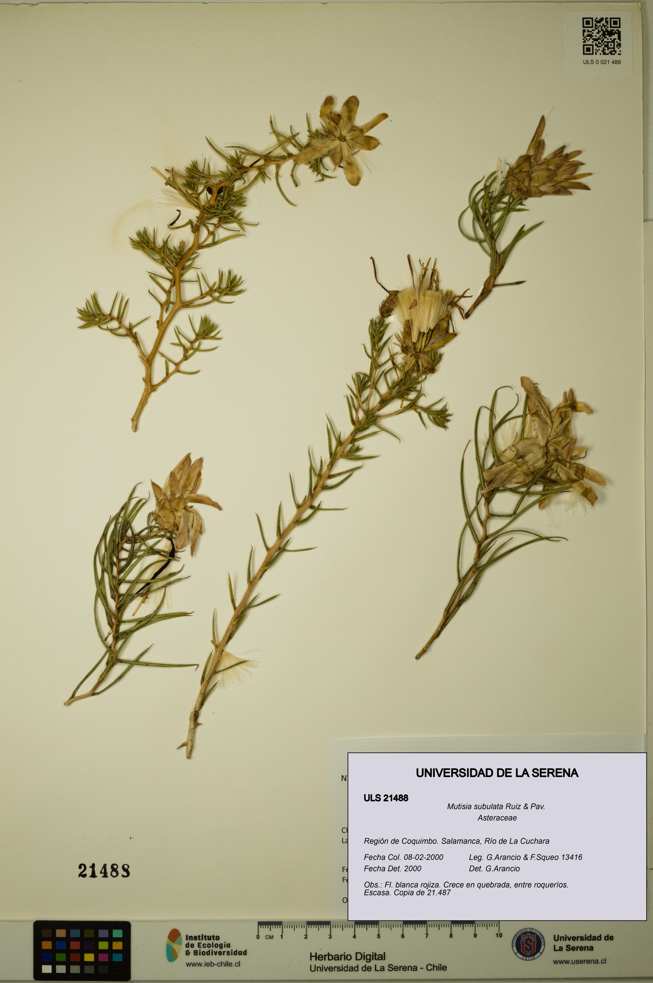 Mutisia subulata [Espécimen: ]