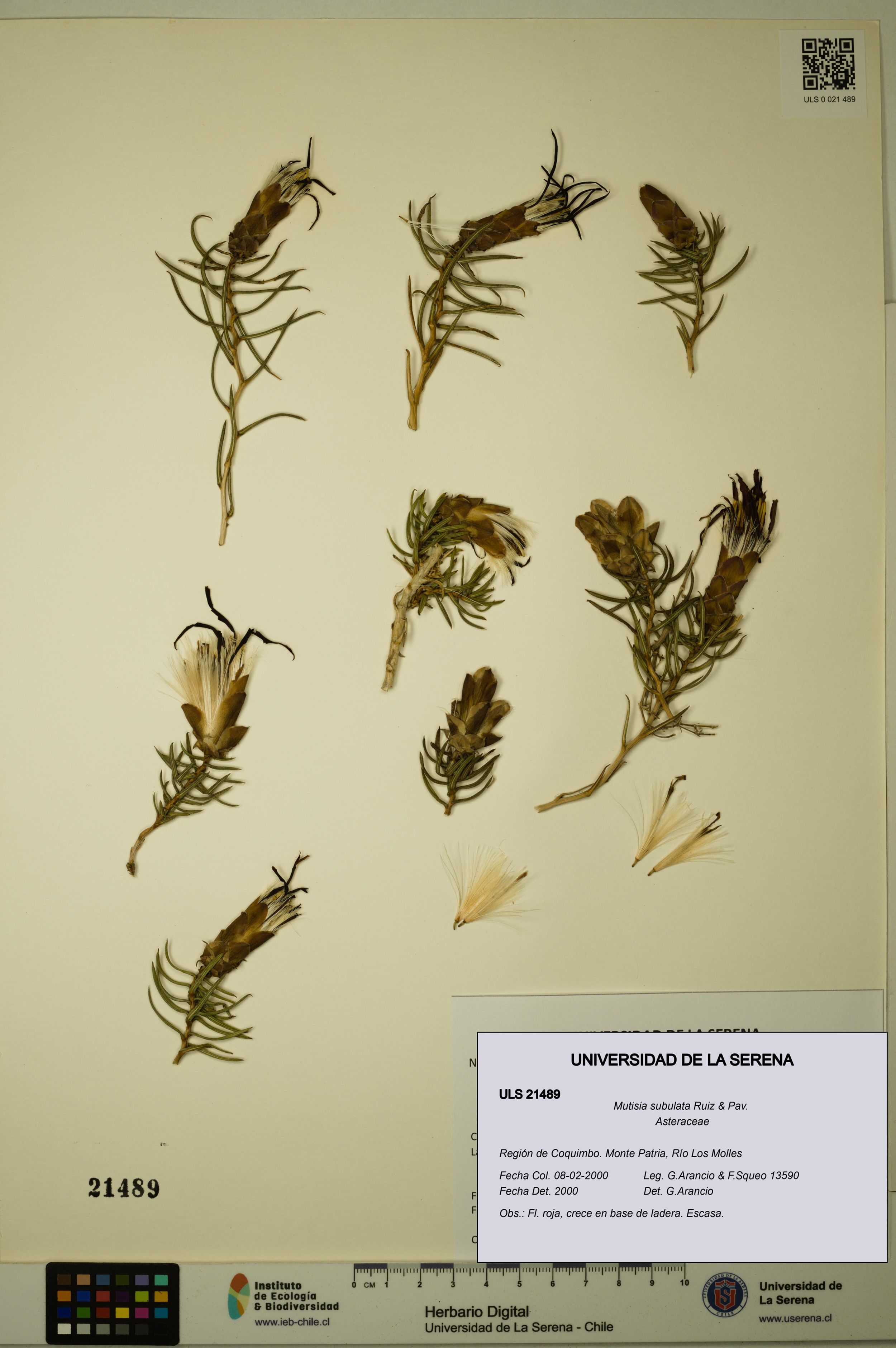 Mutisia subulata [Espécimen: ]