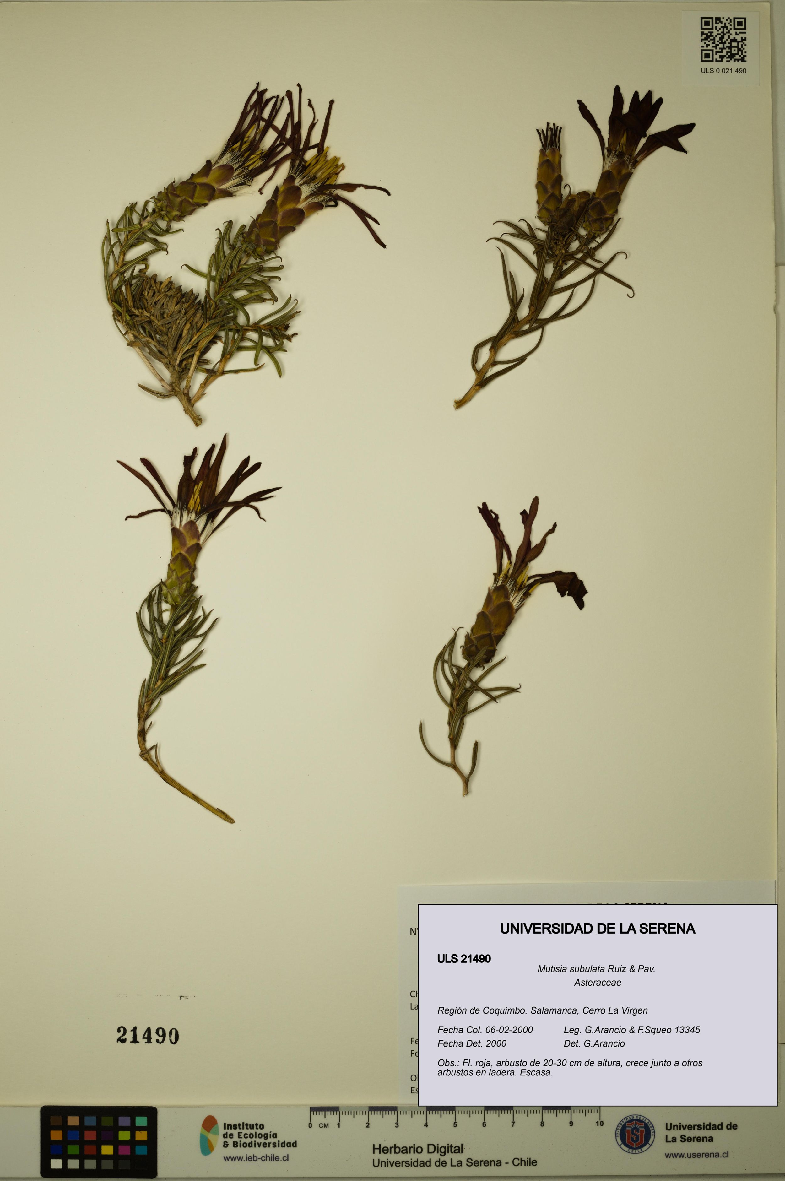 Mutisia subulata [Espécimen: ]