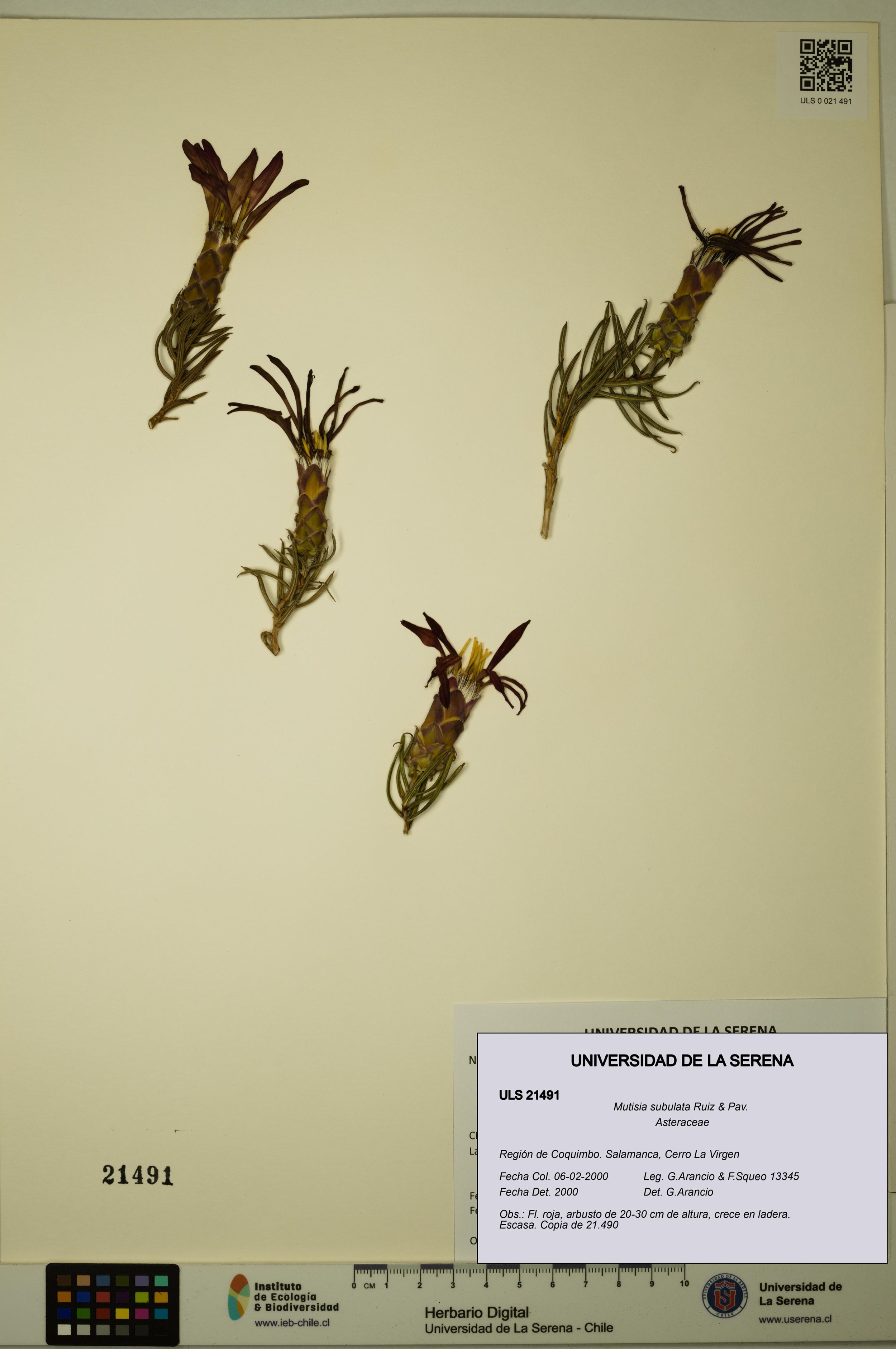 Mutisia subulata [Espécimen: ]