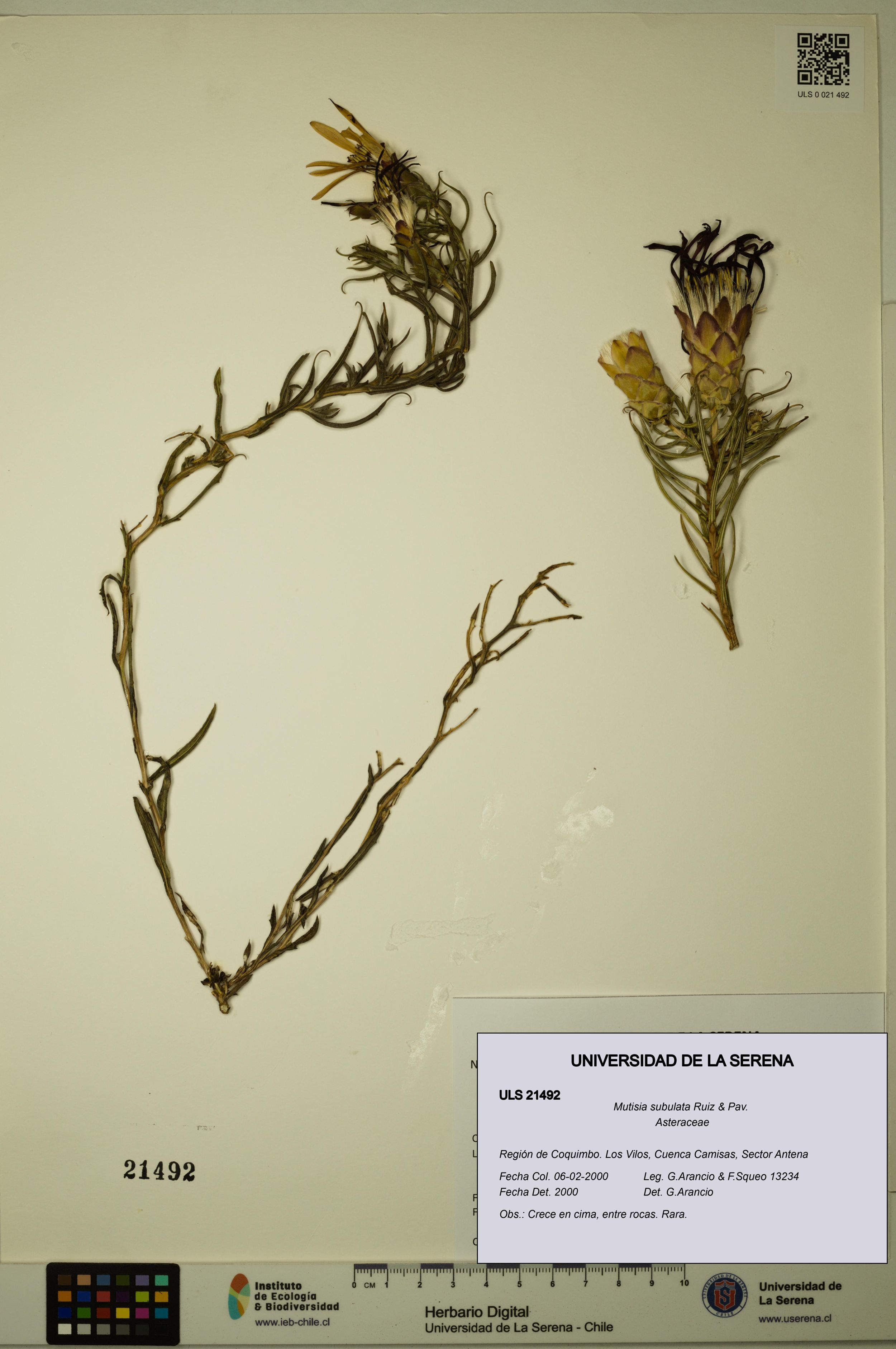 Mutisia subulata [Espécimen: ]
