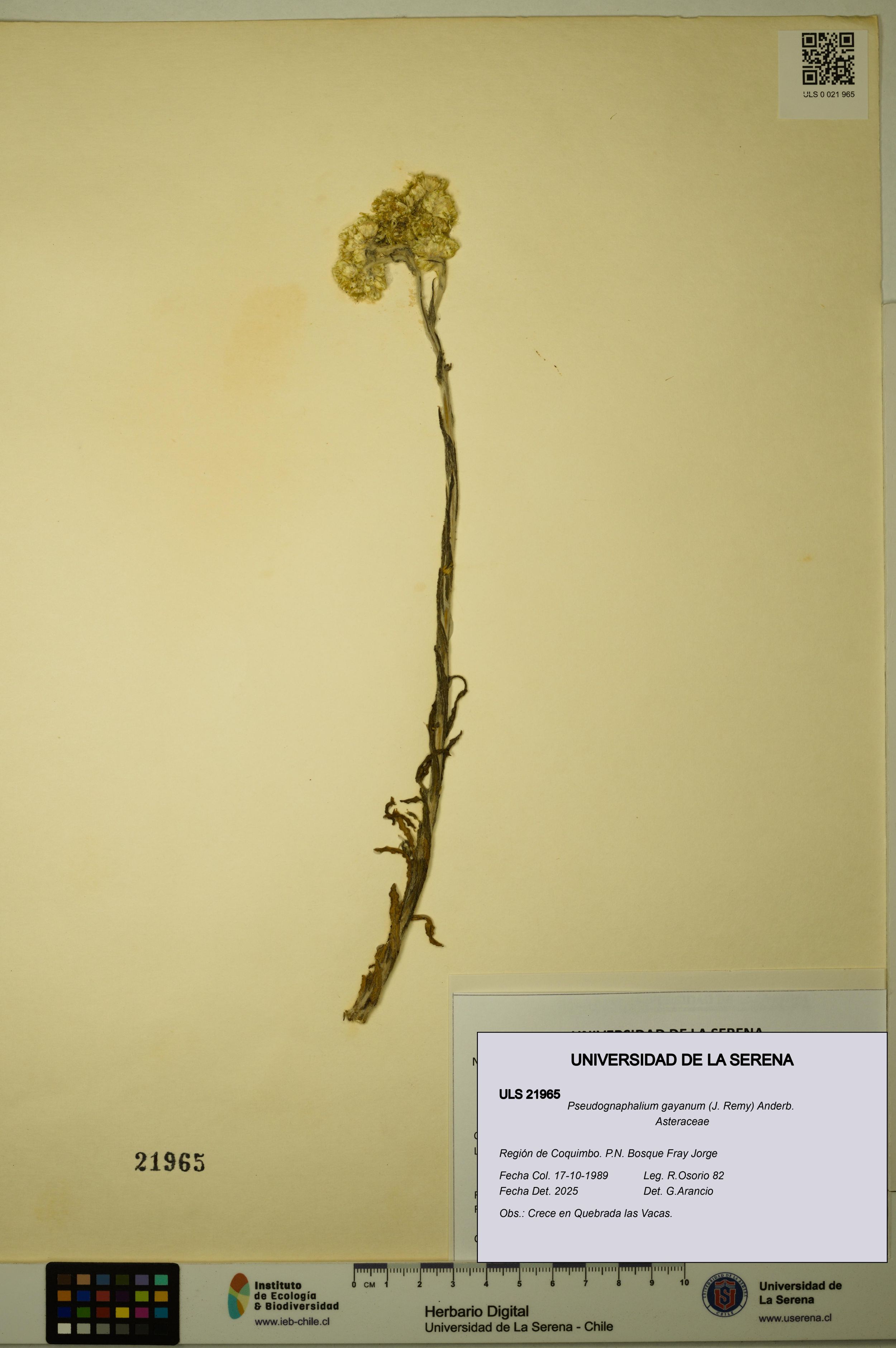 Pseudognaphalium gayanum [Espécimen: ]
