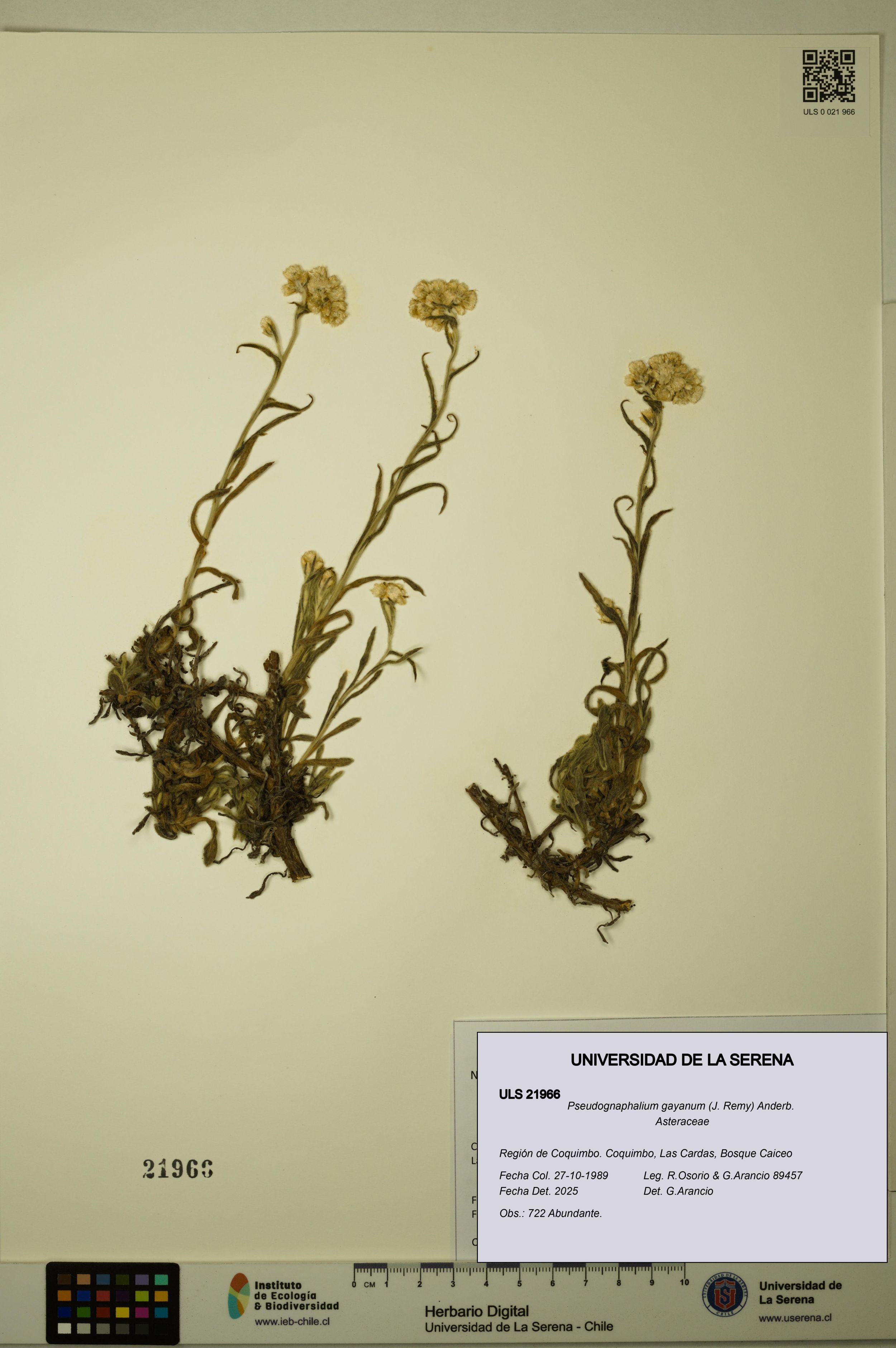 Pseudognaphalium gayanum [Espécimen: ]