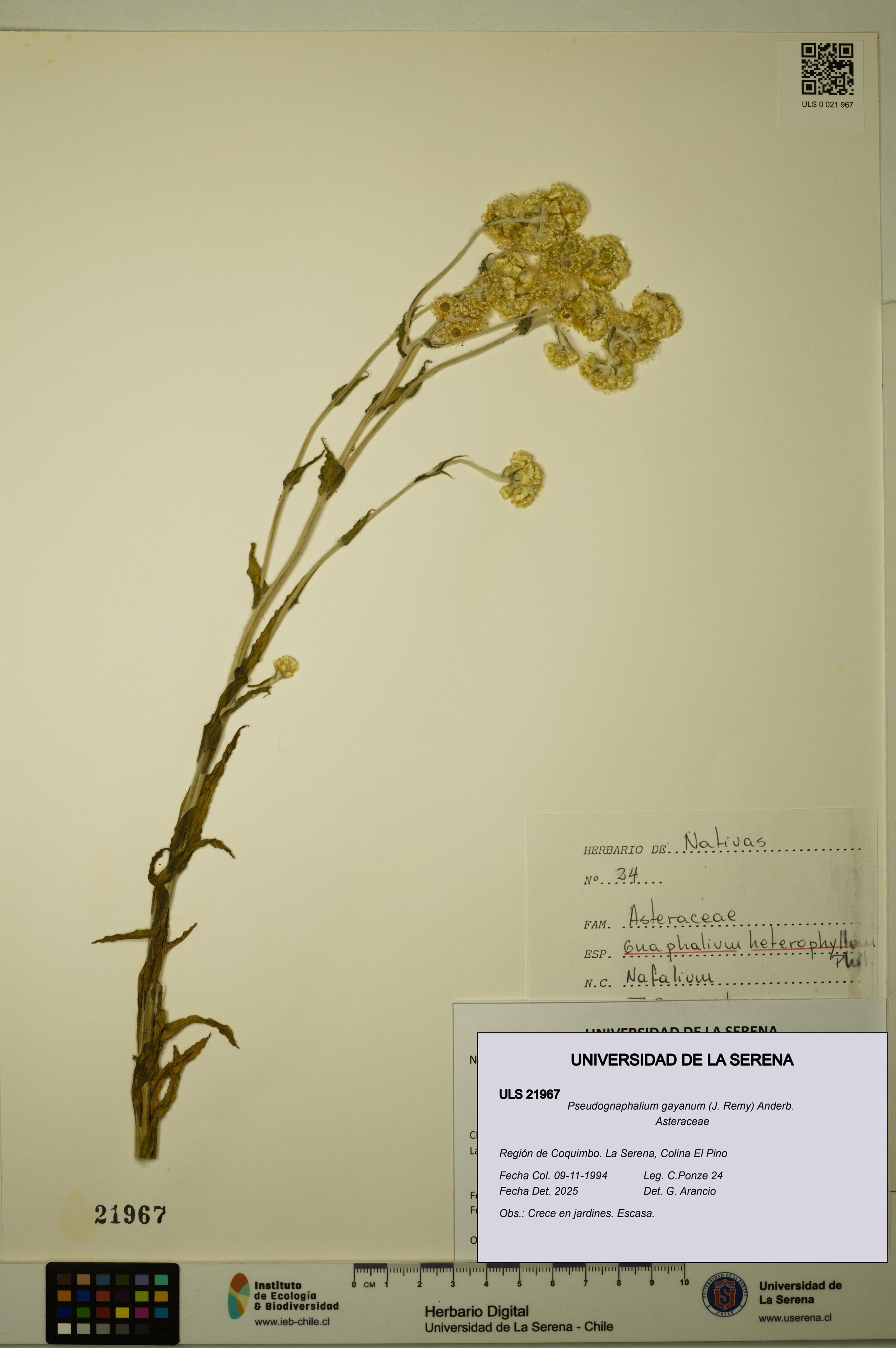 Pseudognaphalium gayanum [Espécimen: ]
