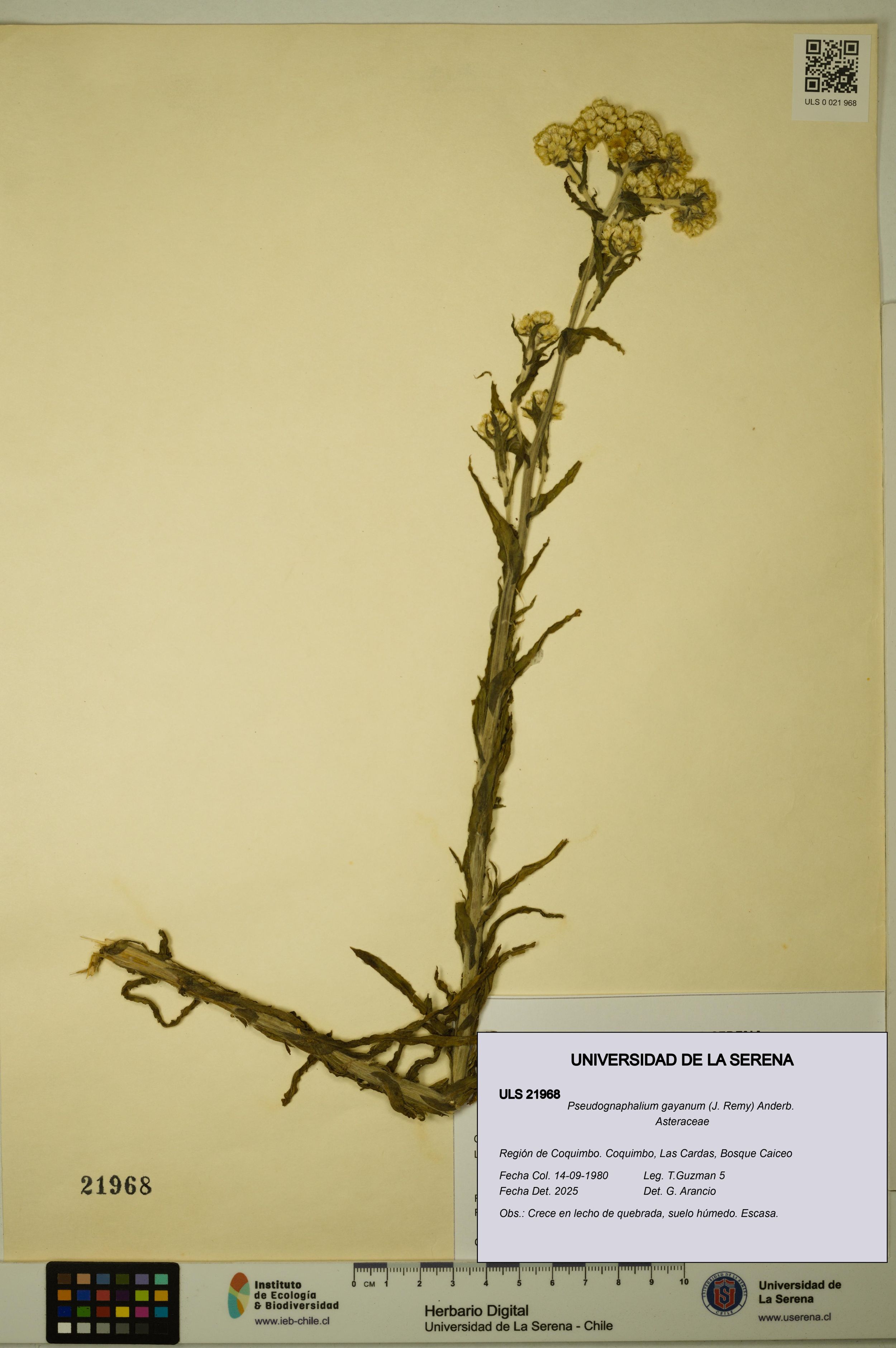 Pseudognaphalium gayanum [Espécimen: ]