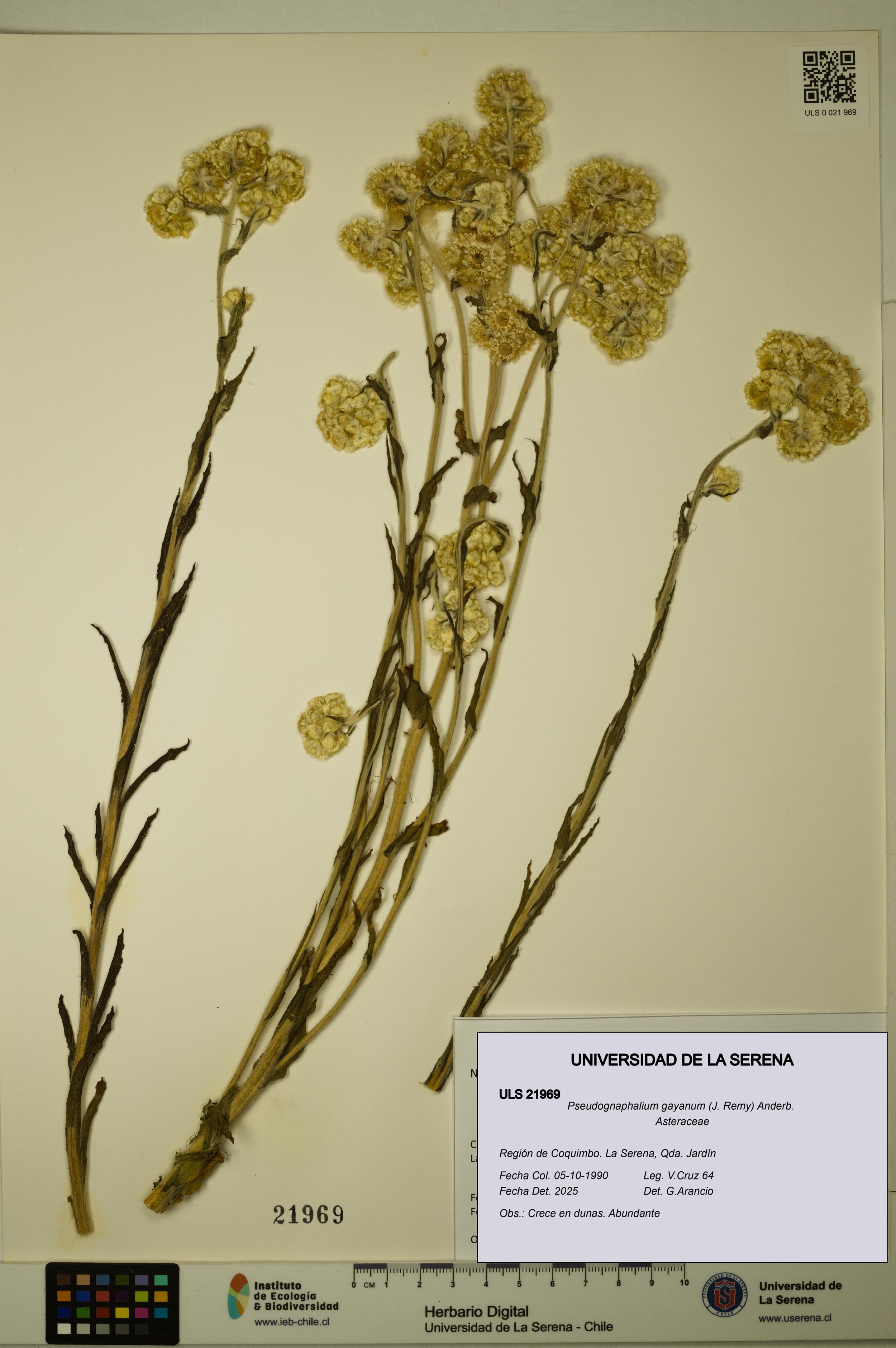 Pseudognaphalium gayanum [Espécimen: ]