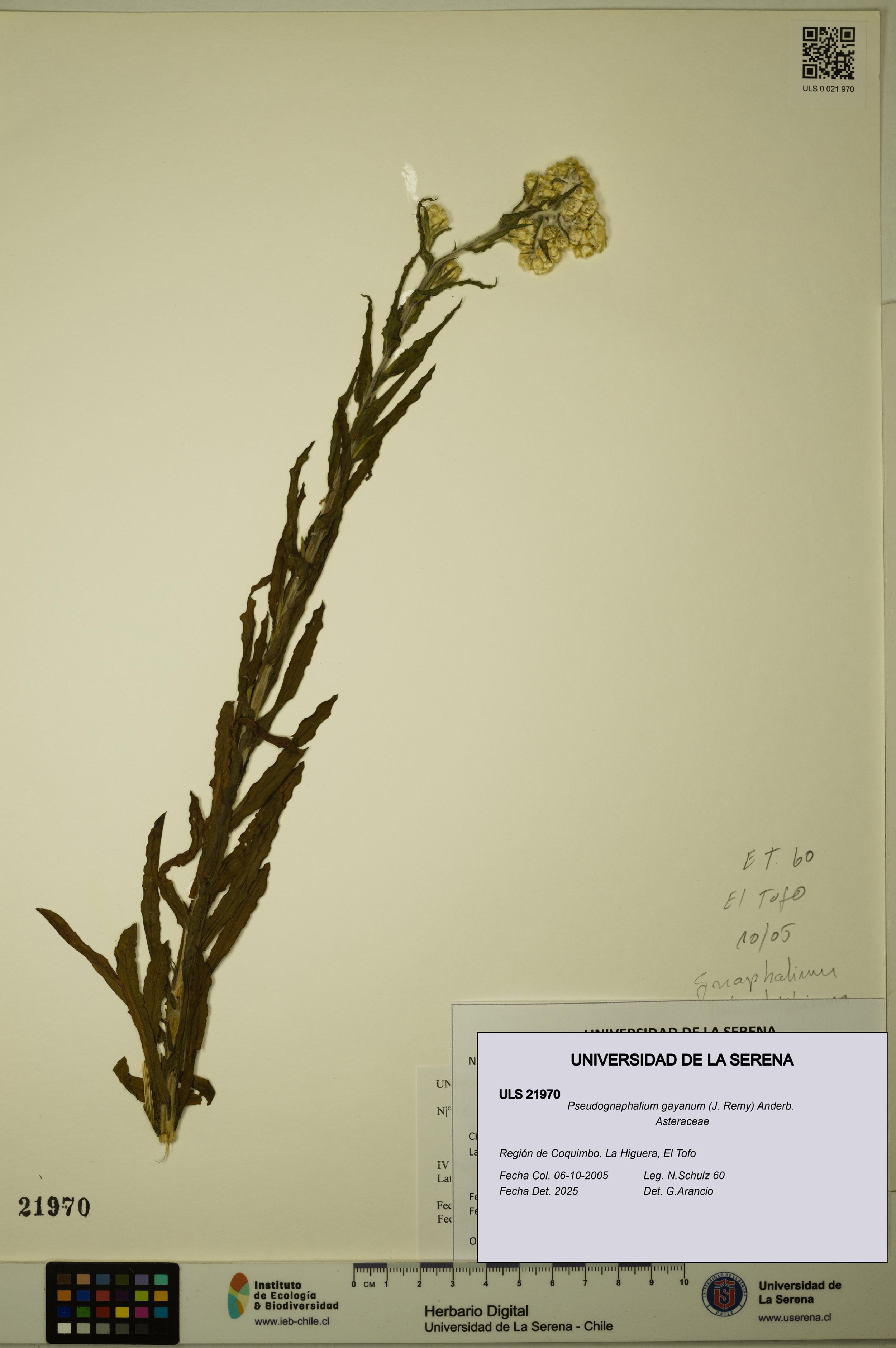 Pseudognaphalium gayanum [Espécimen: ]