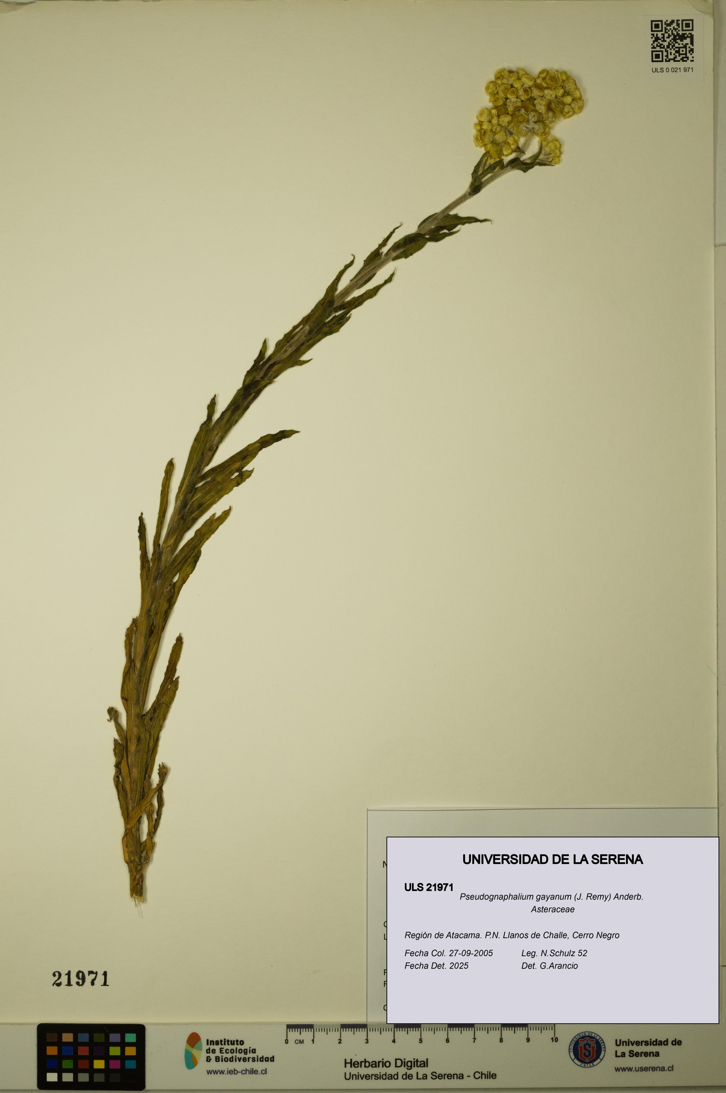 Pseudognaphalium gayanum [Espécimen: ]