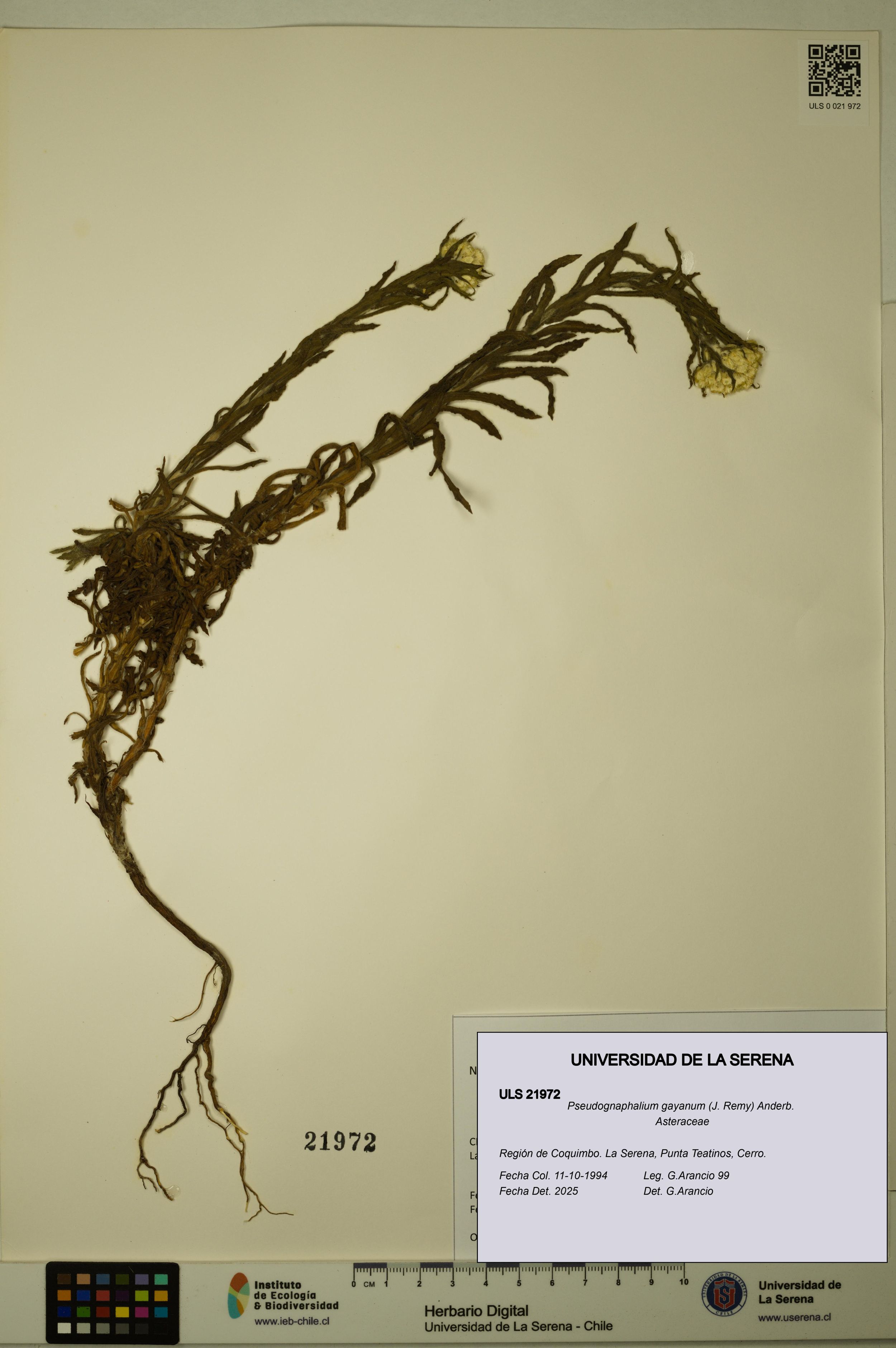 Pseudognaphalium gayanum [Espécimen: ]