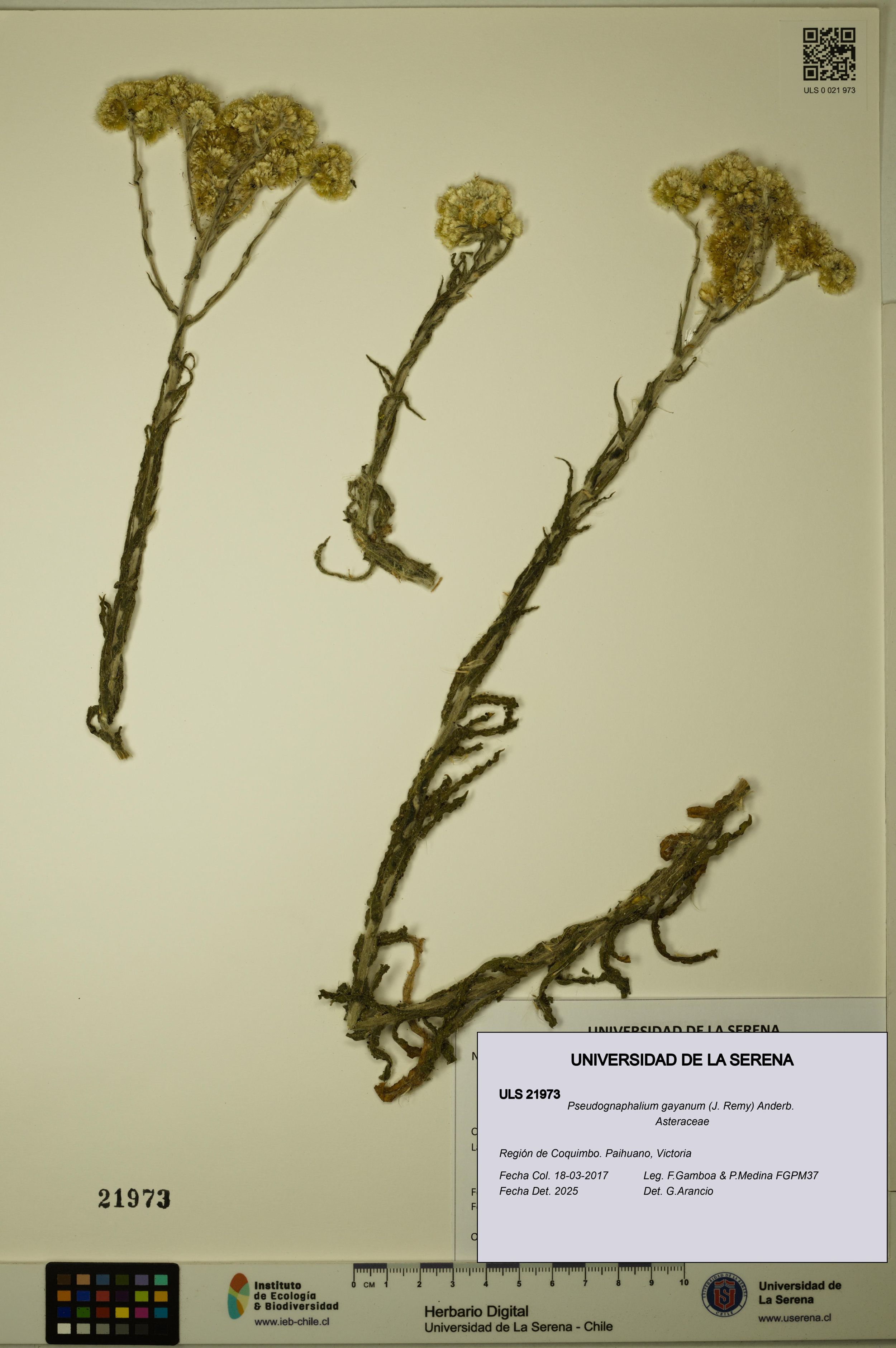Pseudognaphalium gayanum [Espécimen: ]