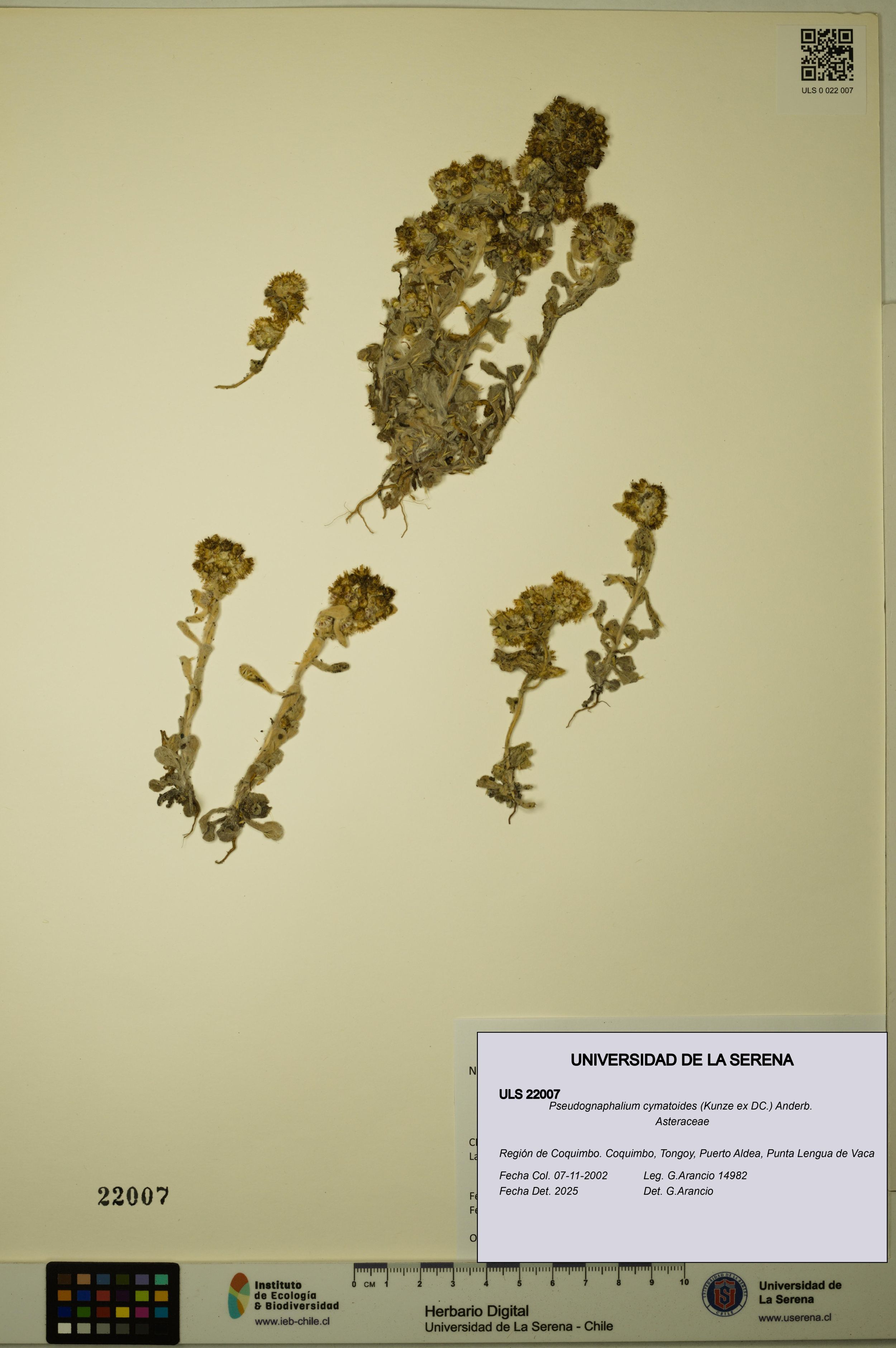 Pseudognaphalium cymatoides [Espécimen: ]