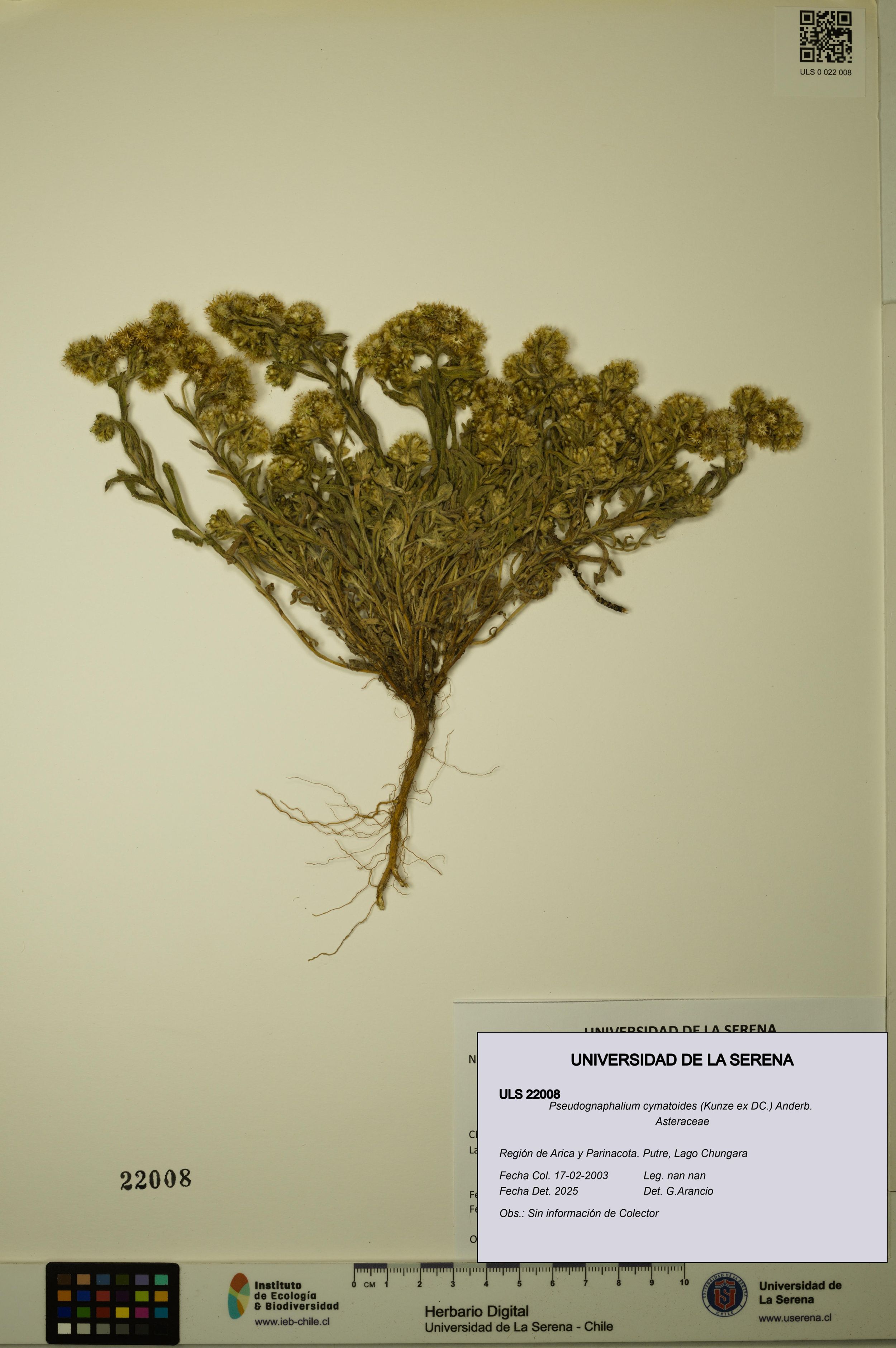 Pseudognaphalium cymatoides [Espécimen: ]