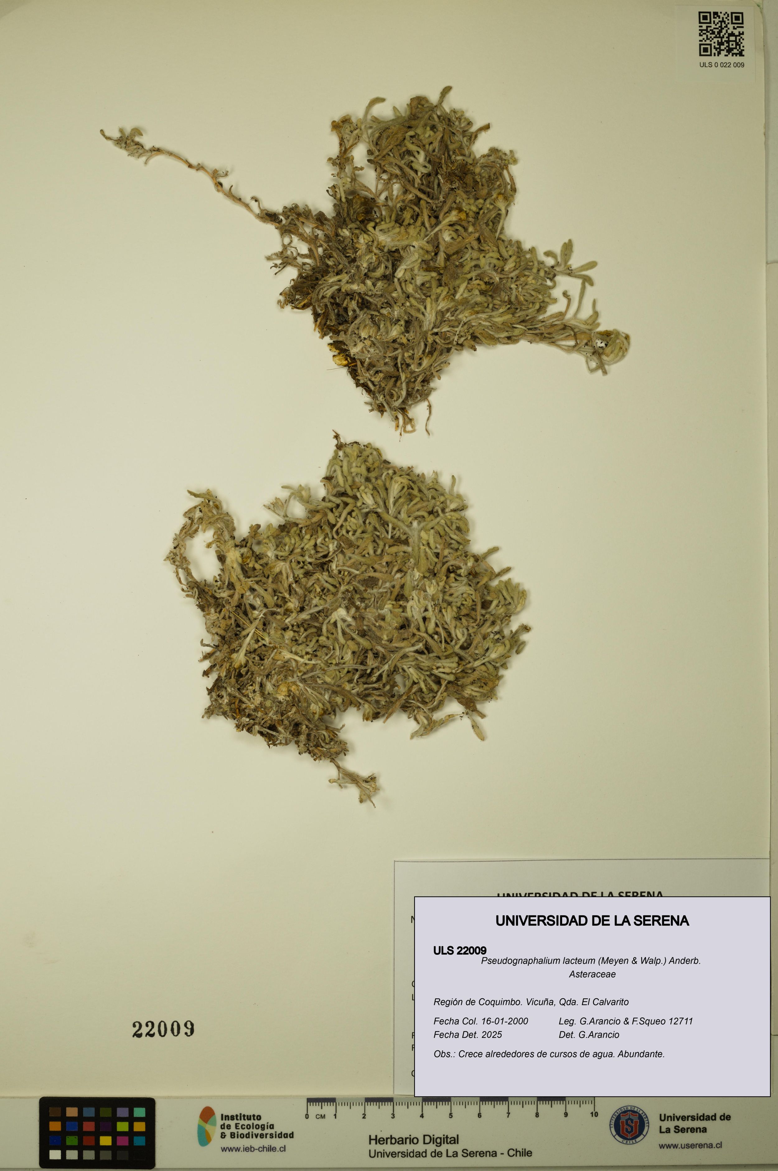 Pseudognaphalium lacteum [Espécimen: ]