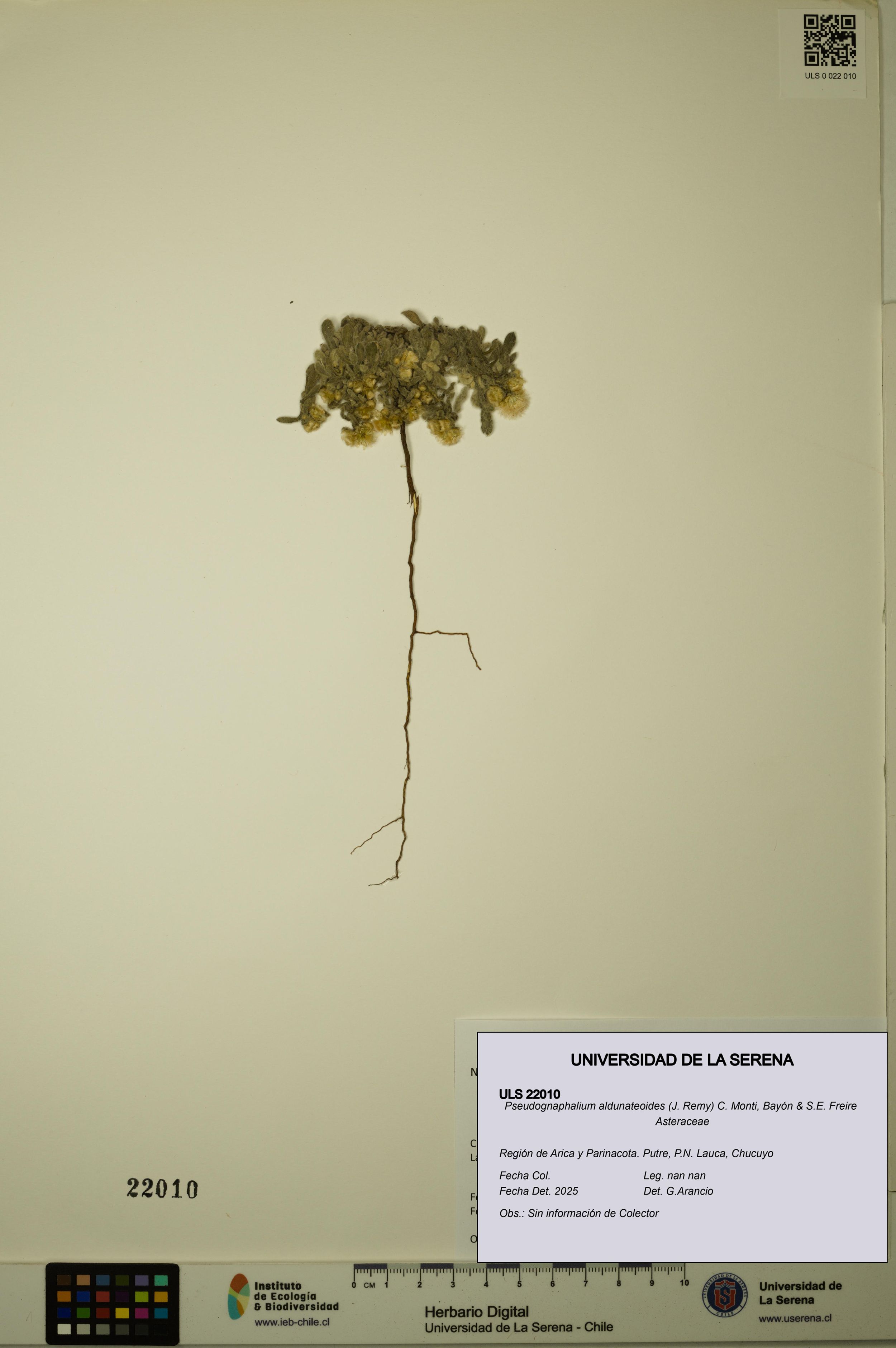 Pseudognaphalium aldunateoides [Espécimen: ]