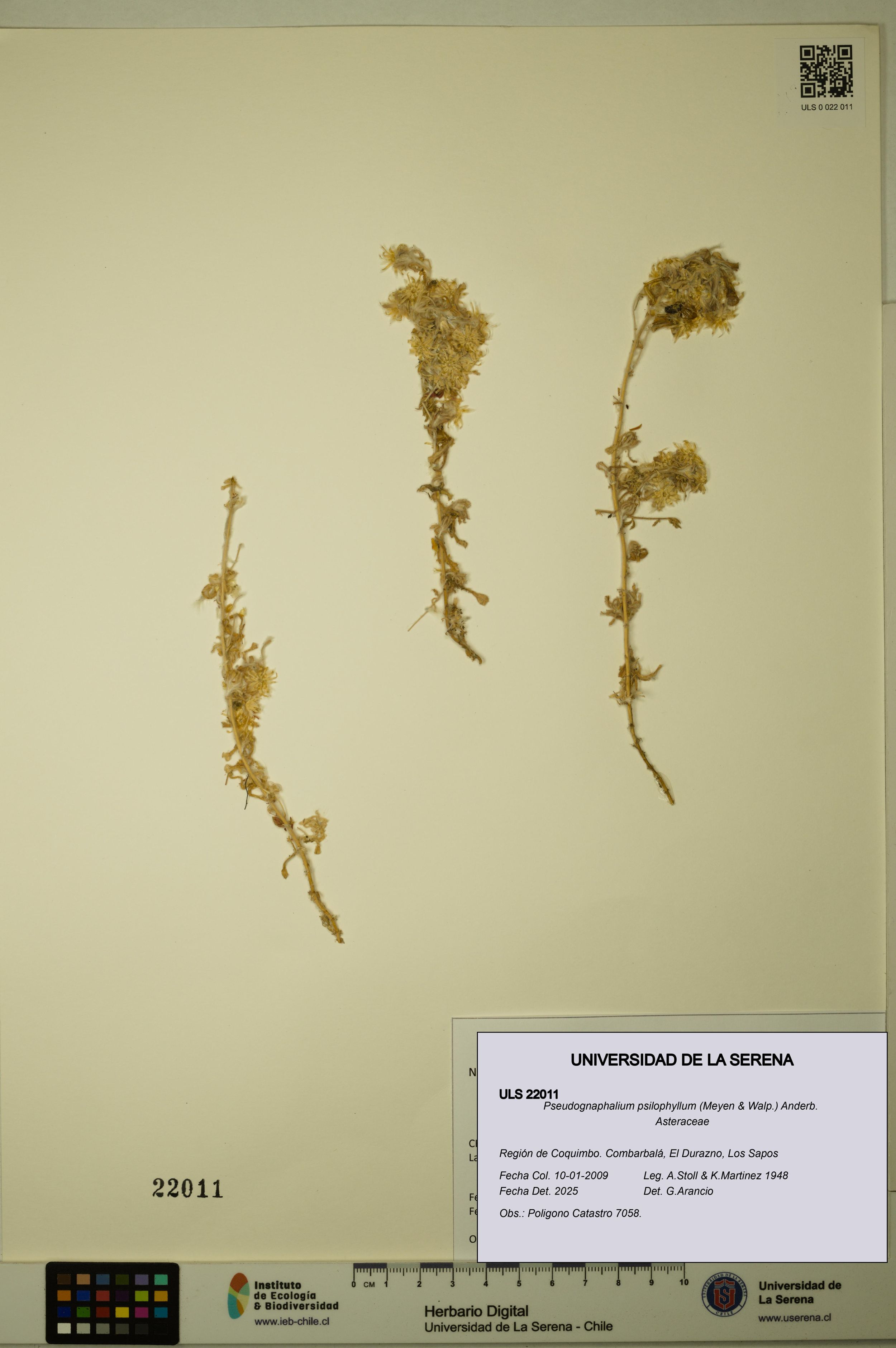 Pseudognaphalium psilophyllum [Espécimen: ]