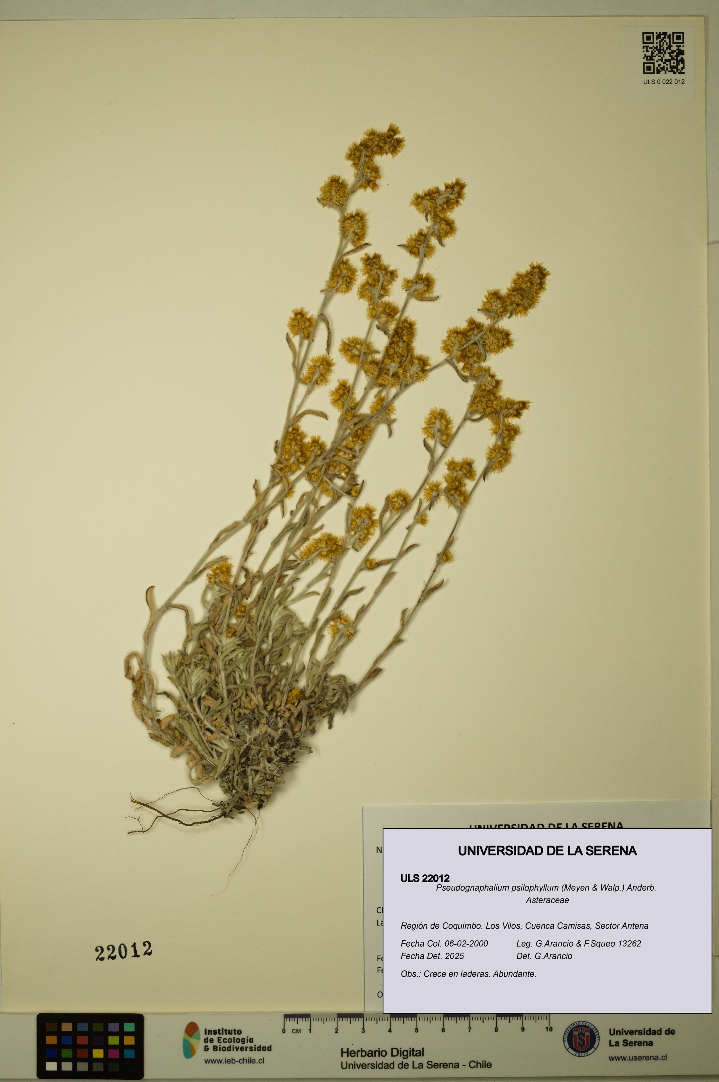 Pseudognaphalium psilophyllum [Espécimen: ]
