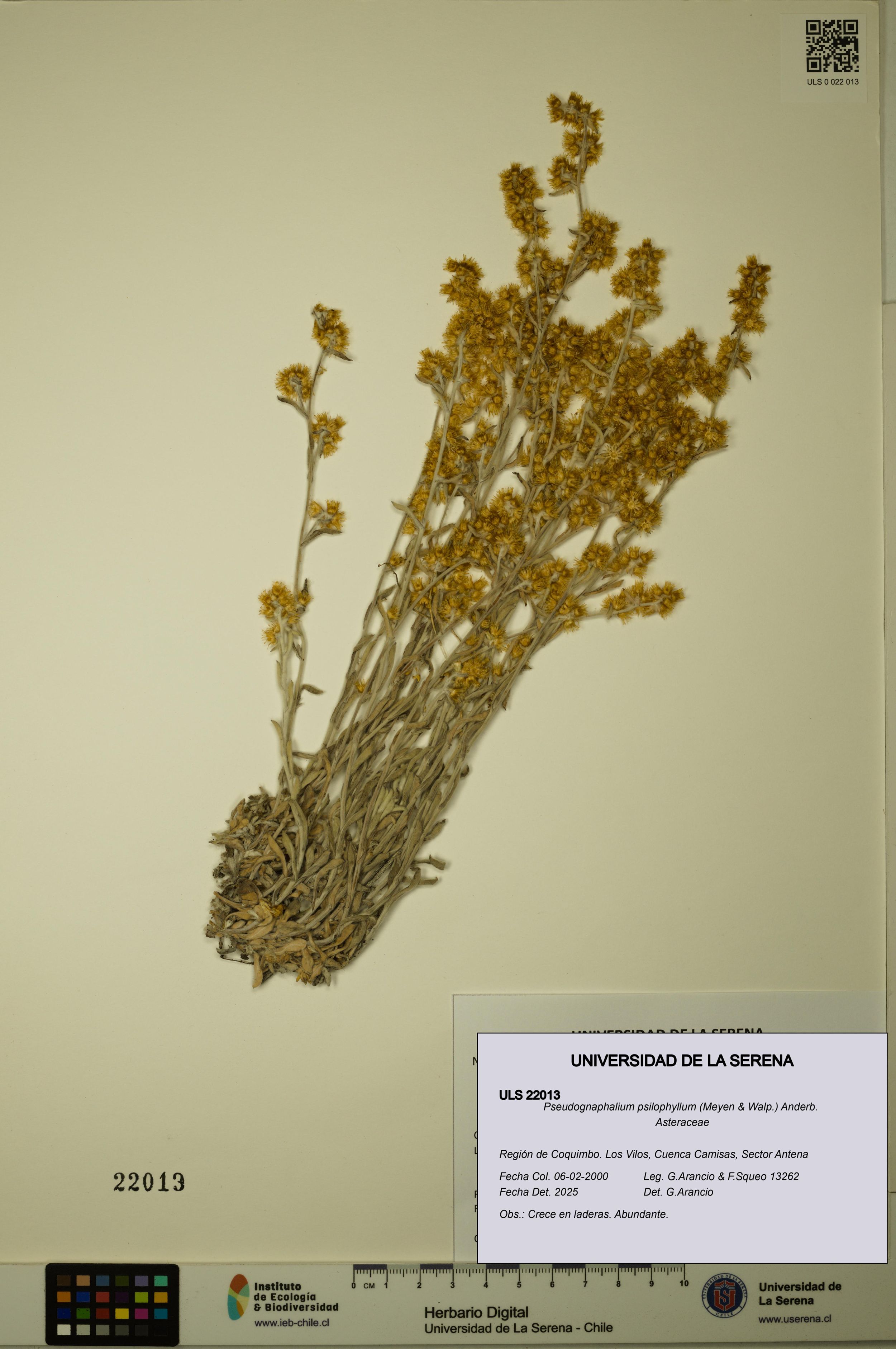 Pseudognaphalium psilophyllum [Espécimen: ]