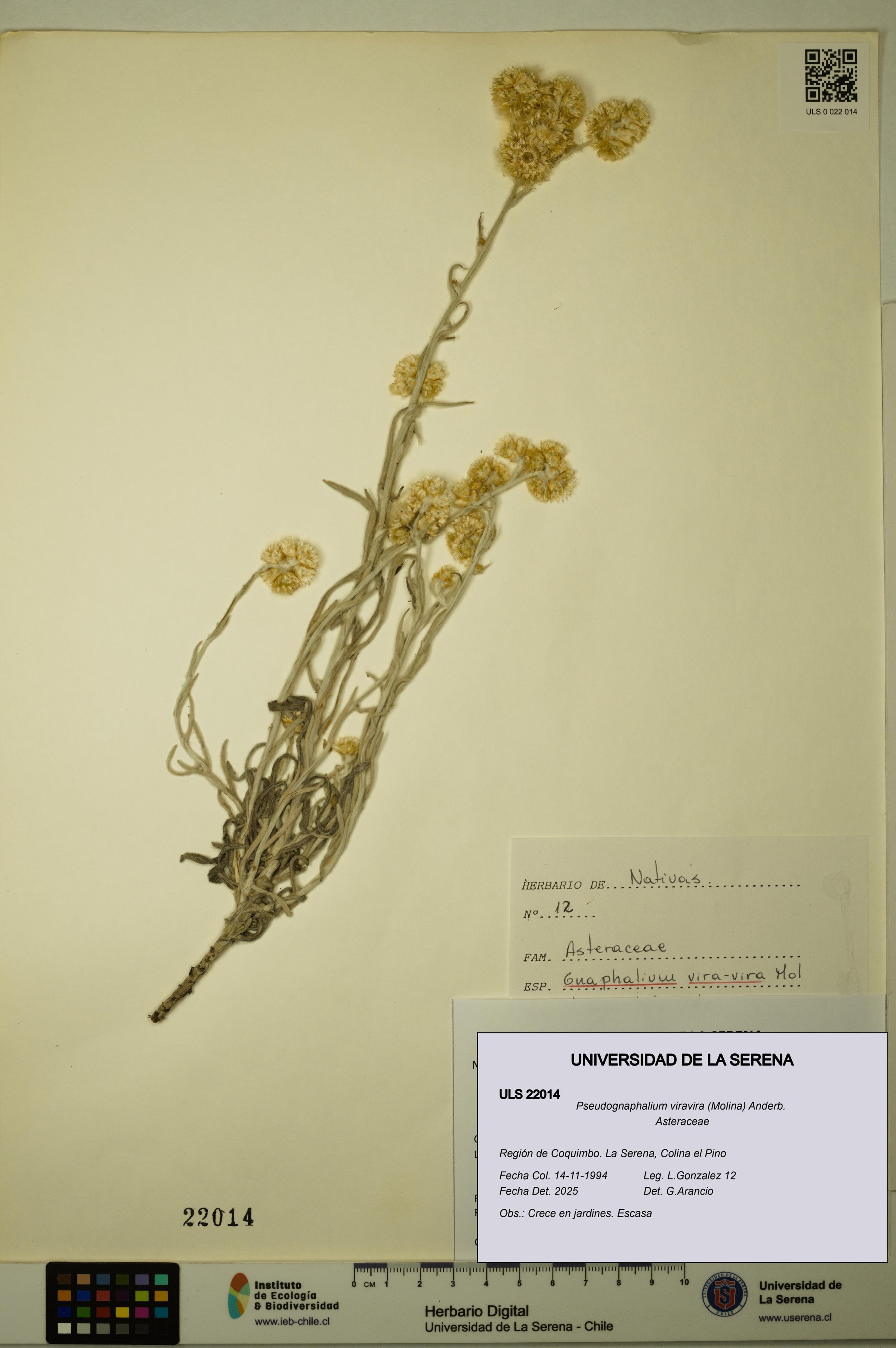 Pseudognaphalium viravira [Espécimen: ]