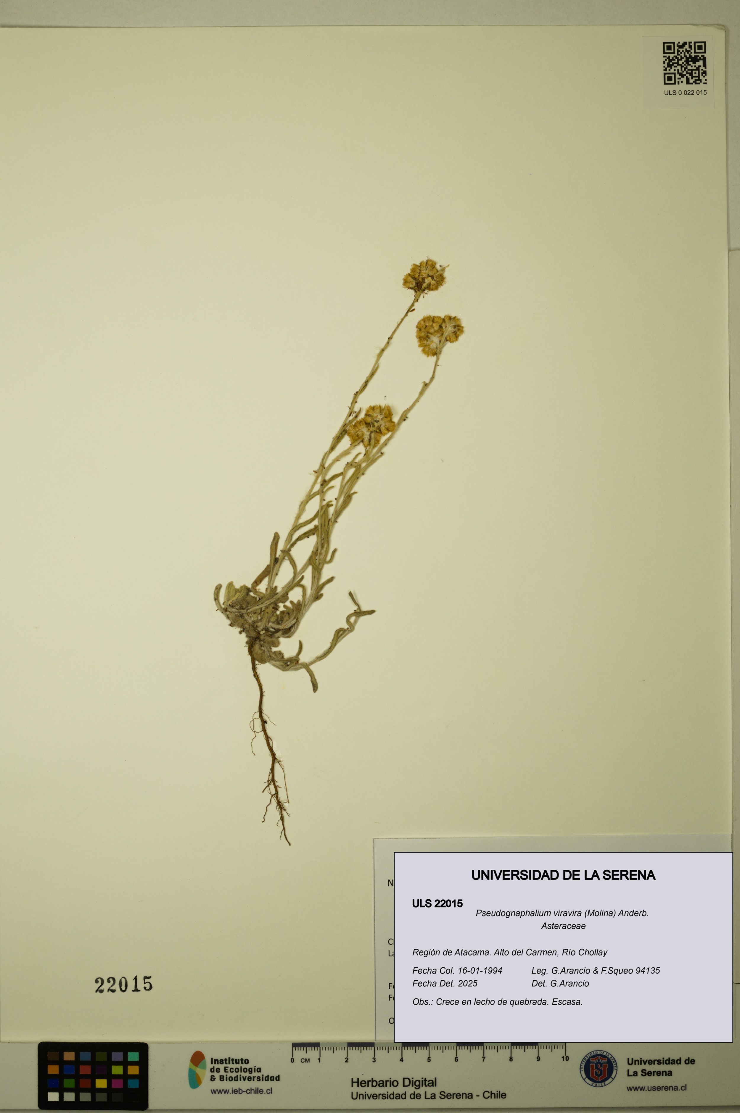 Pseudognaphalium viravira [Espécimen: ]