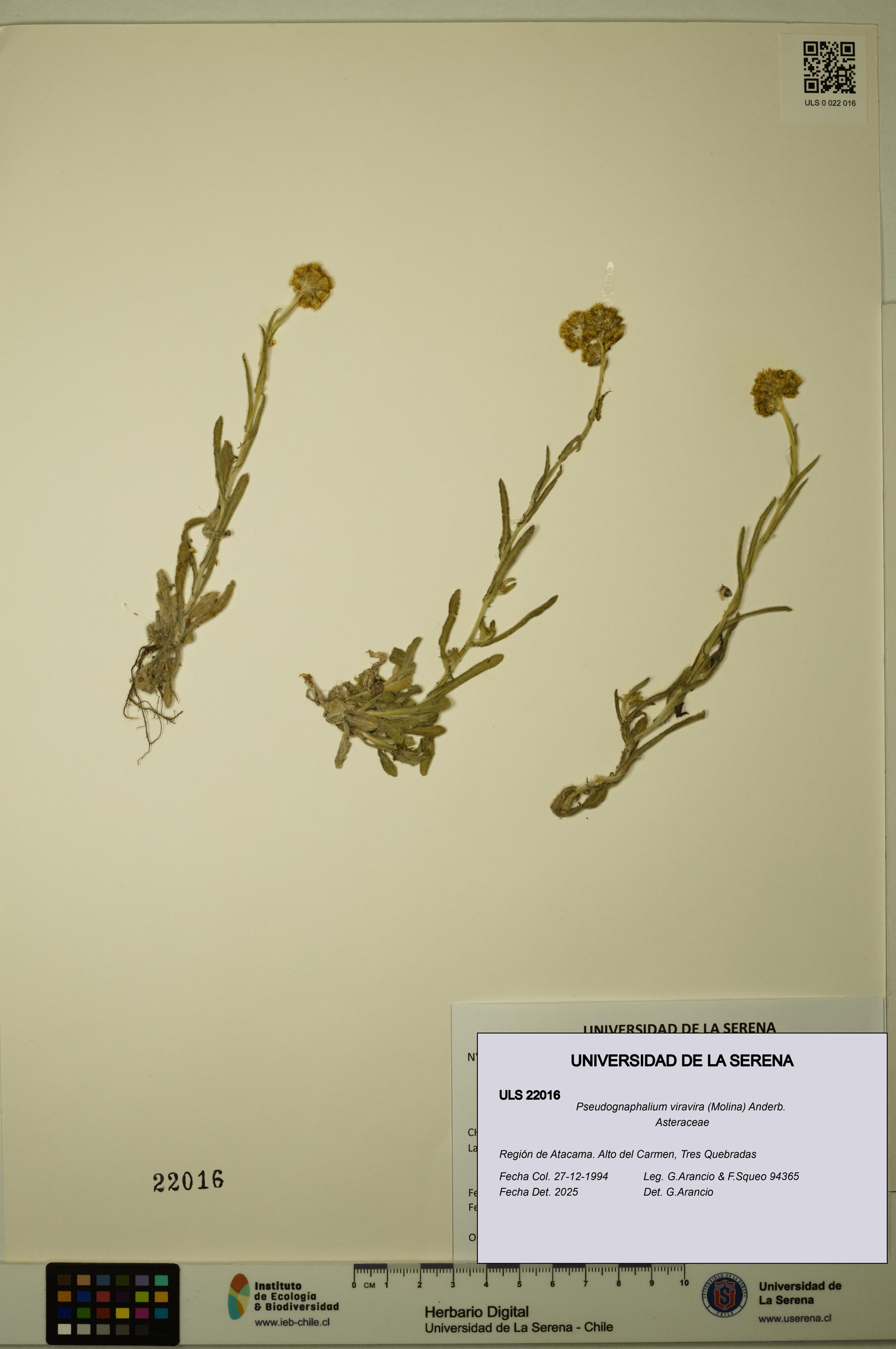 Pseudognaphalium viravira [Espécimen: ]