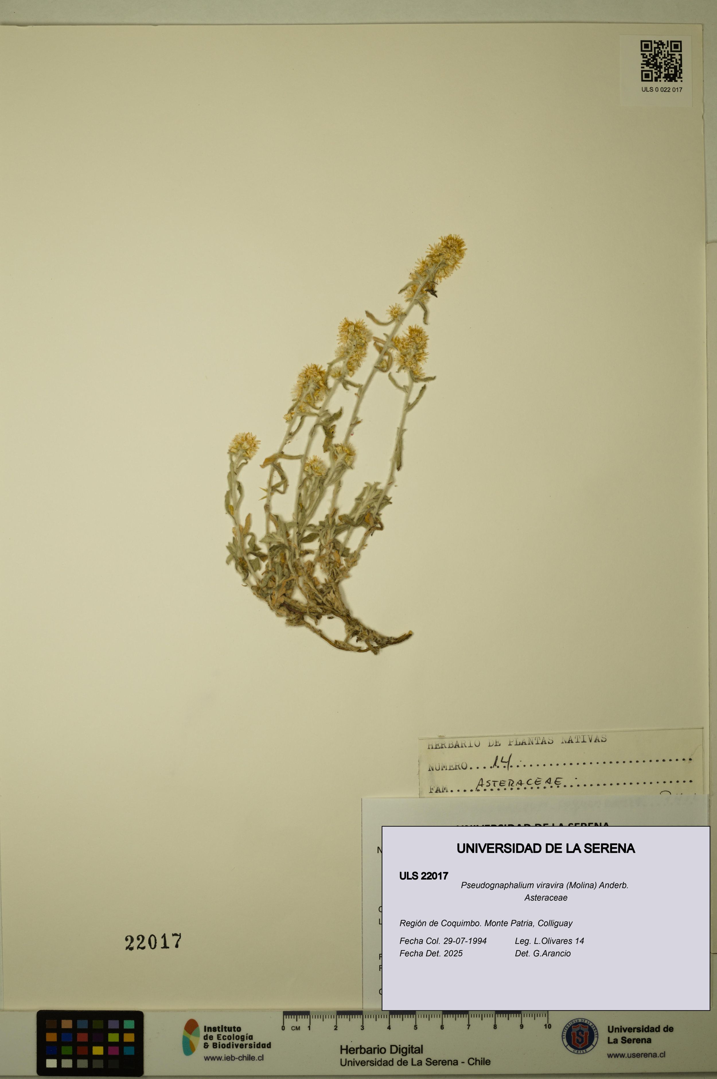 Pseudognaphalium viravira [Espécimen: ]