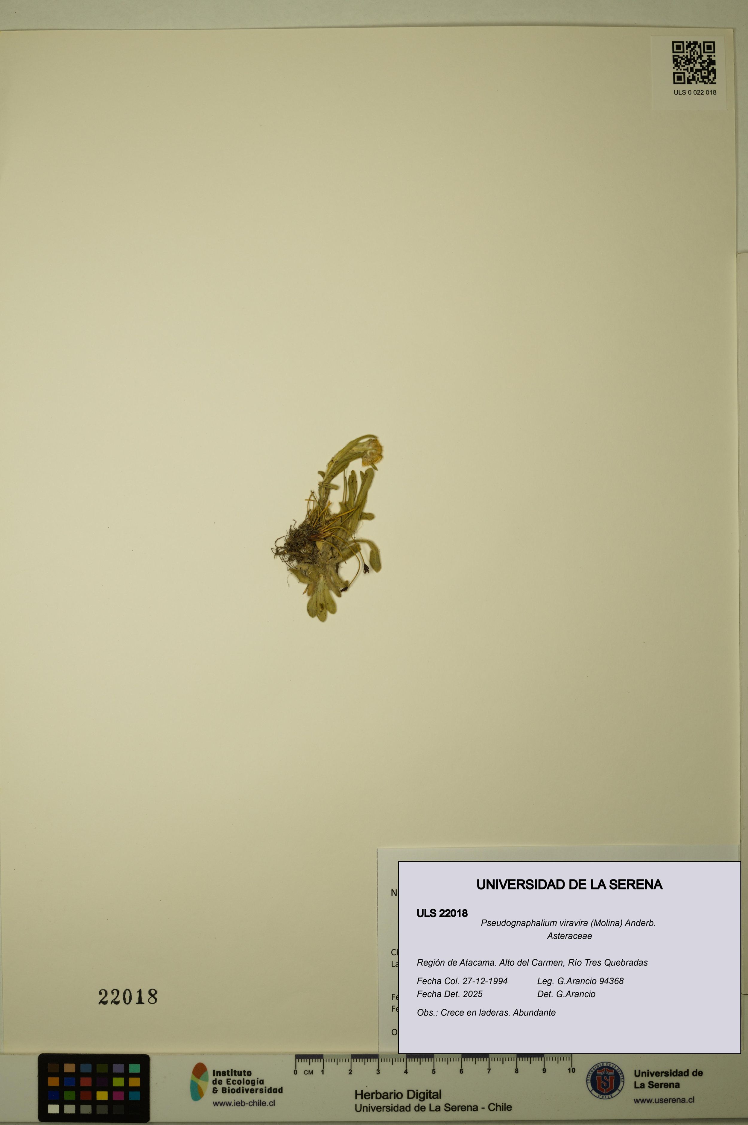 Pseudognaphalium viravira [Espécimen: ]