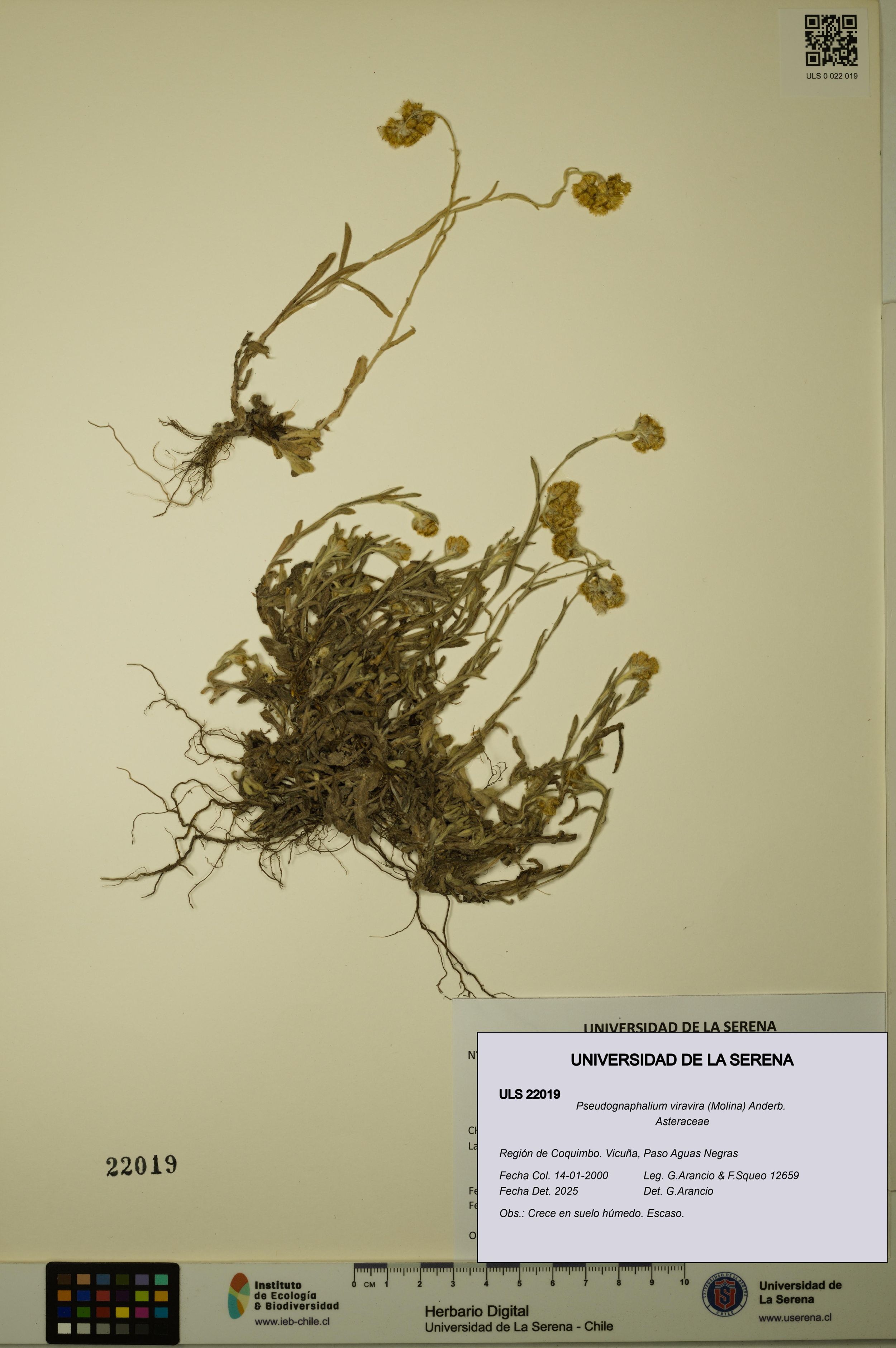 Pseudognaphalium viravira [Espécimen: ]