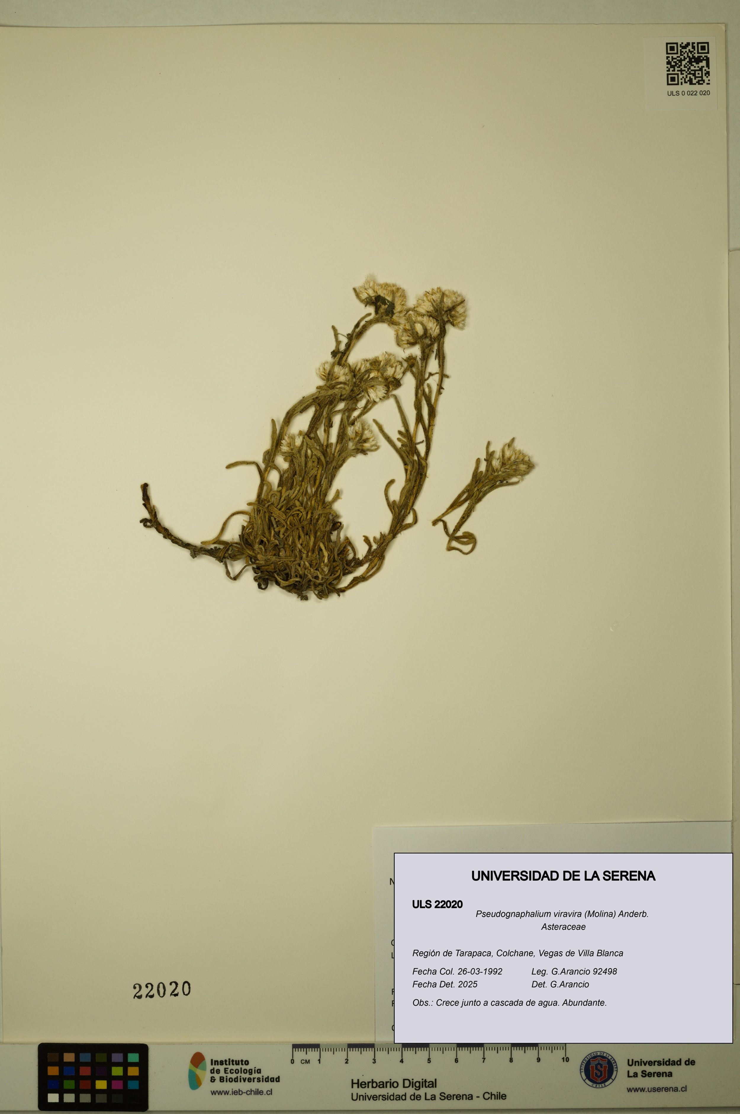 Pseudognaphalium viravira [Espécimen: ]