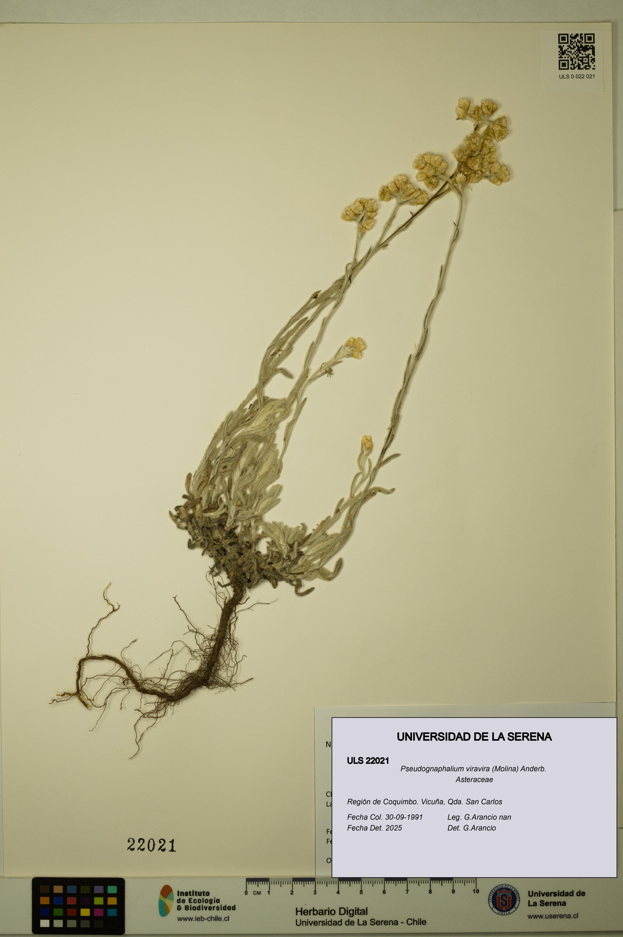 Pseudognaphalium viravira [Espécimen: ]