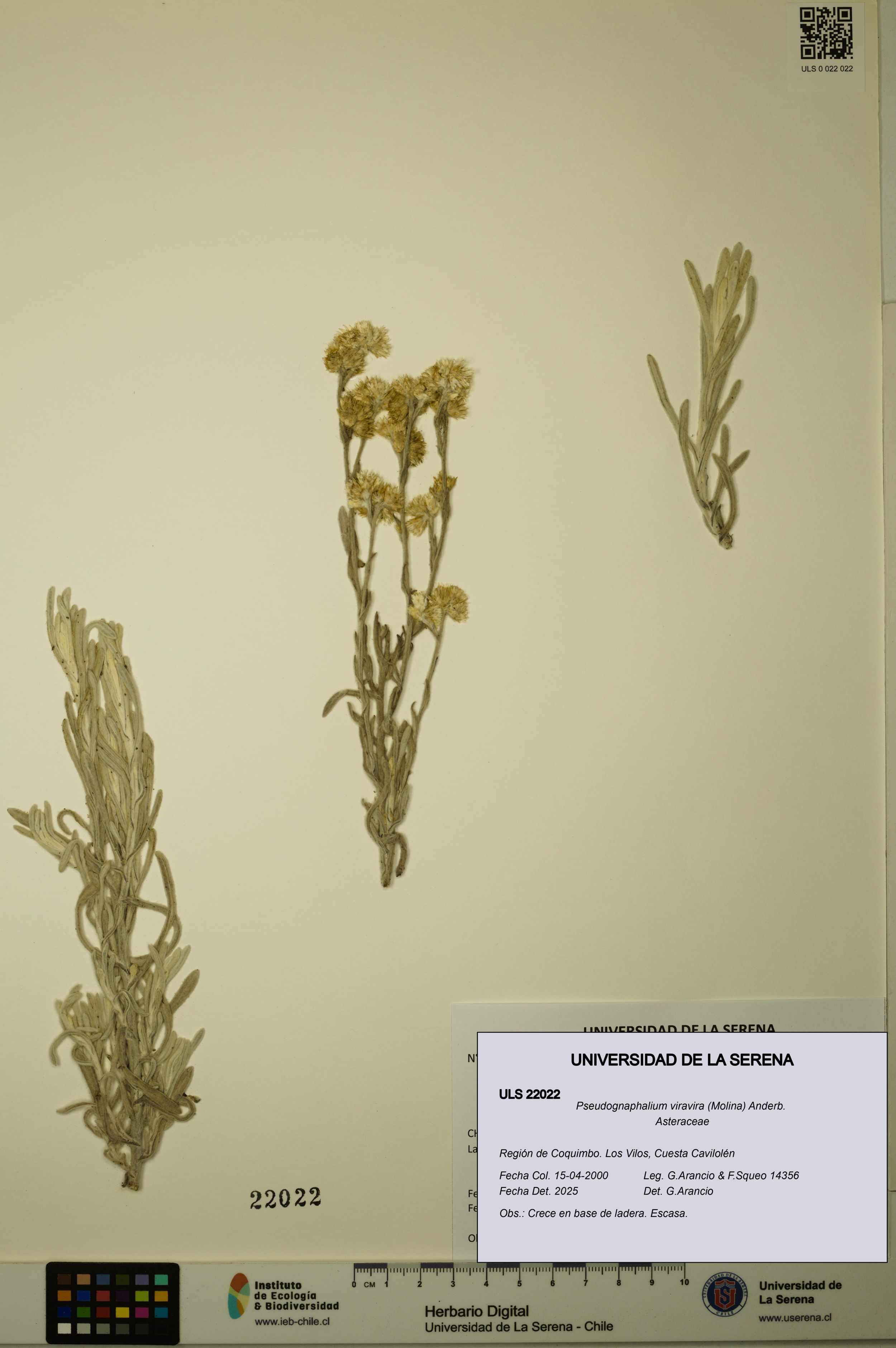 Pseudognaphalium viravira [Espécimen: ]