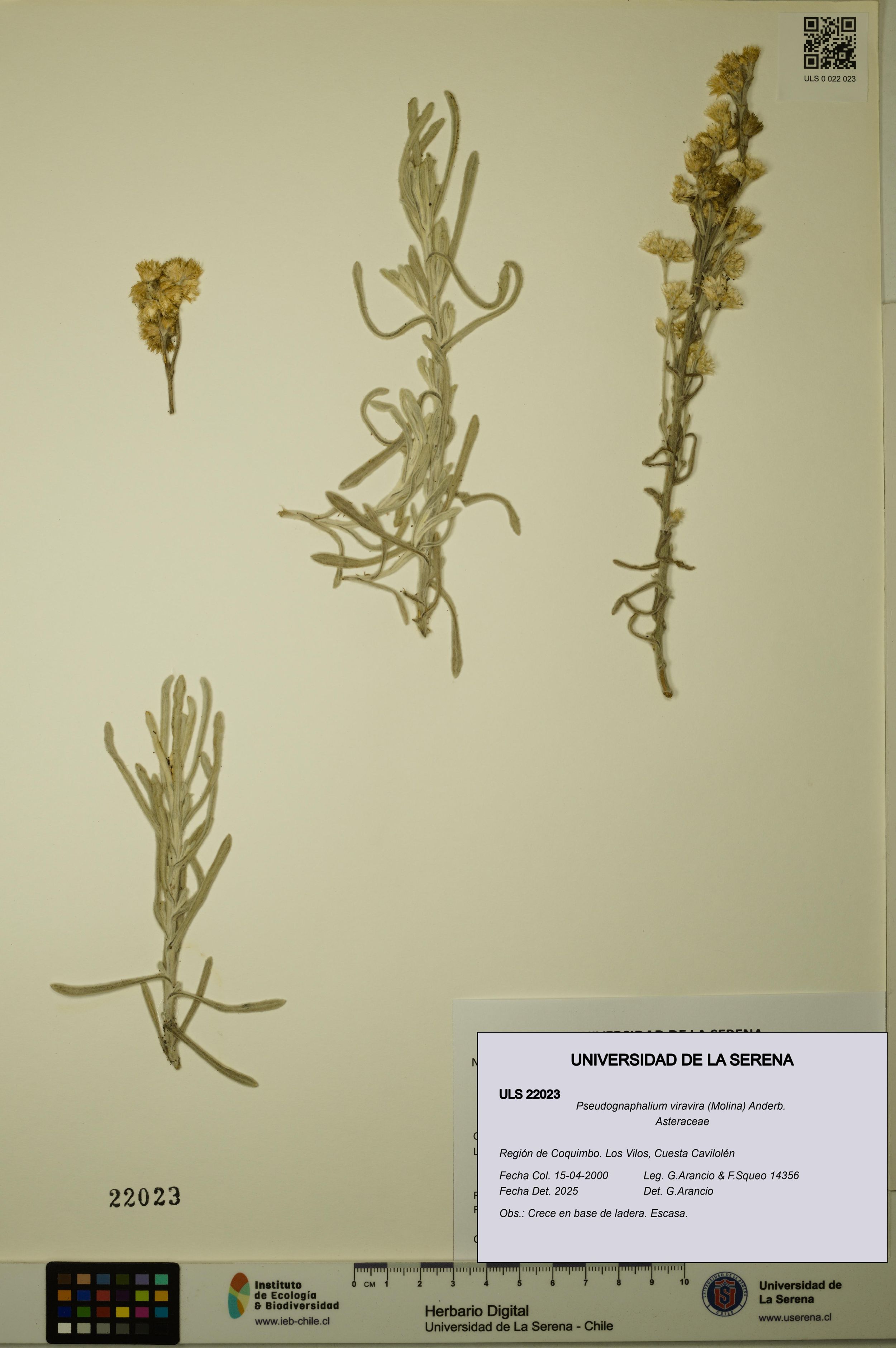 Pseudognaphalium viravira [Espécimen: ]