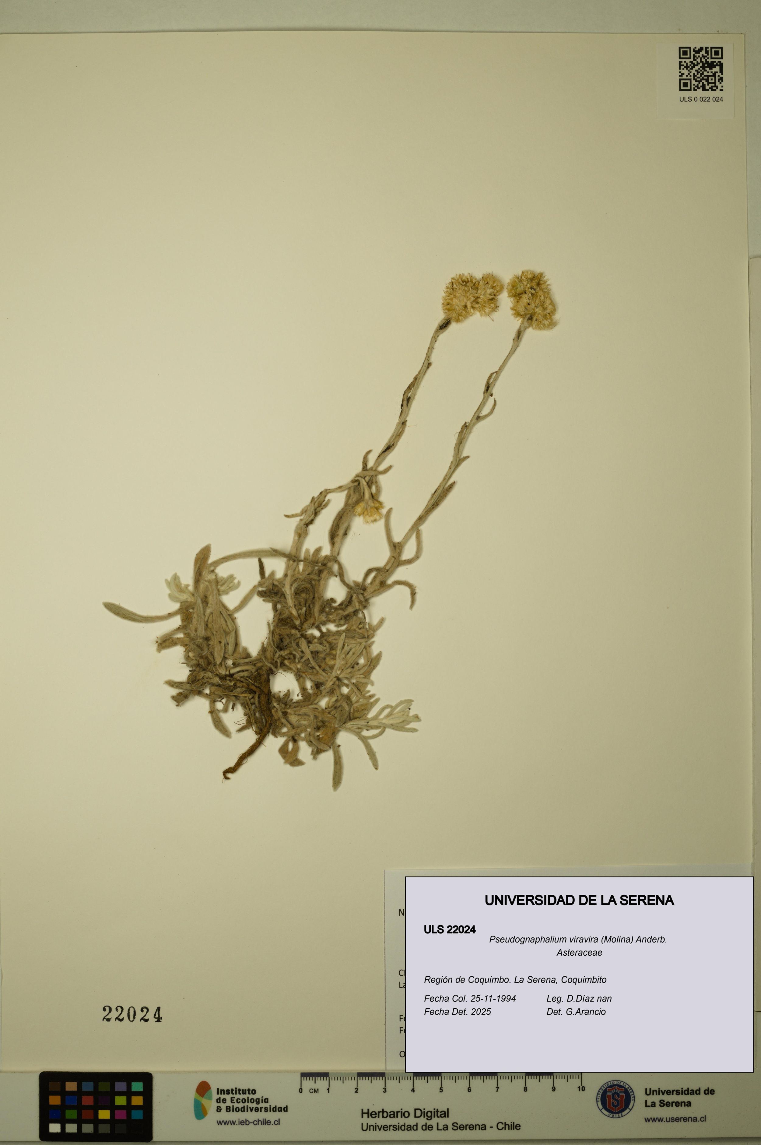 Pseudognaphalium viravira [Espécimen: ]
