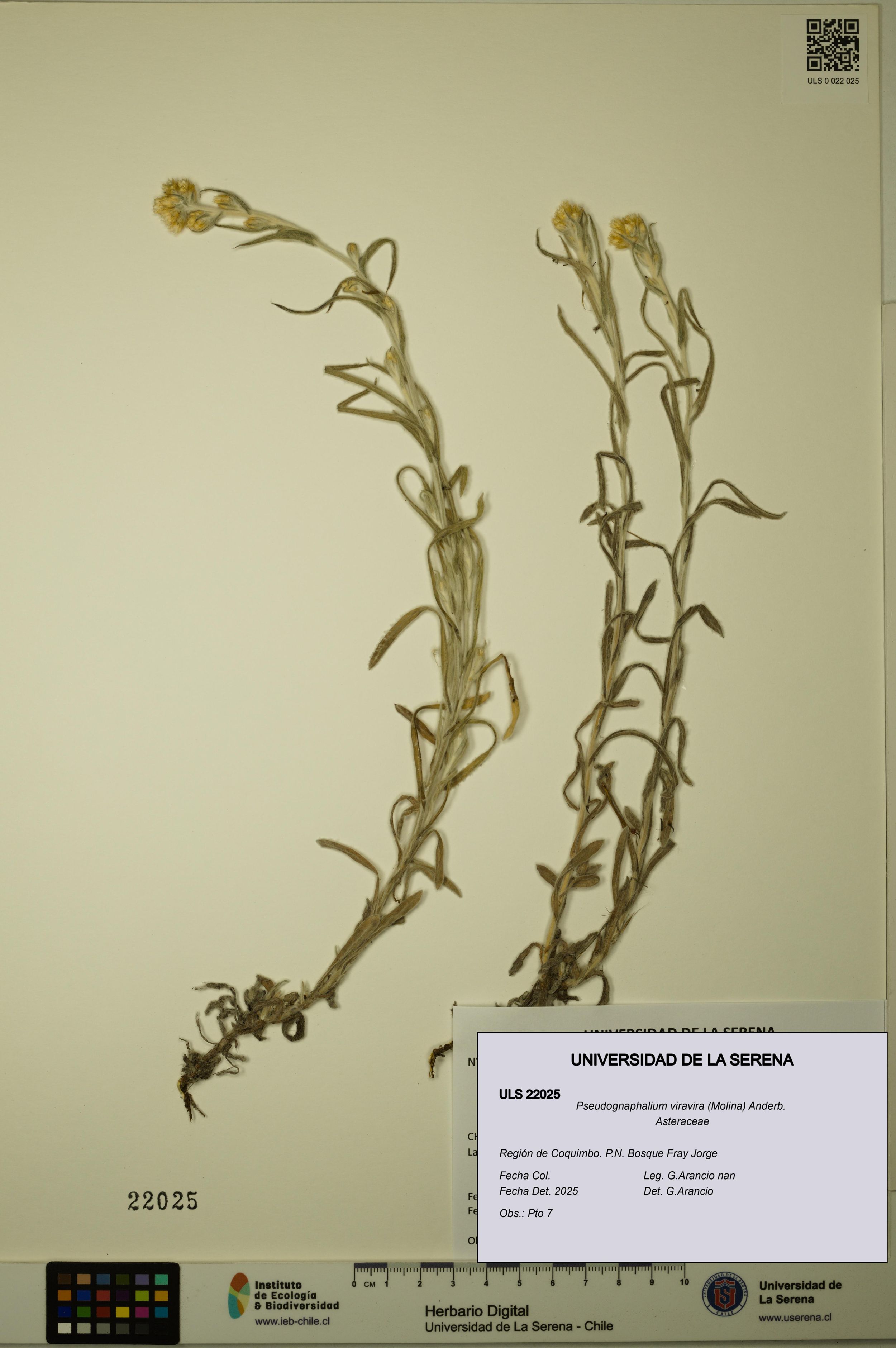 Pseudognaphalium viravira [Espécimen: ]