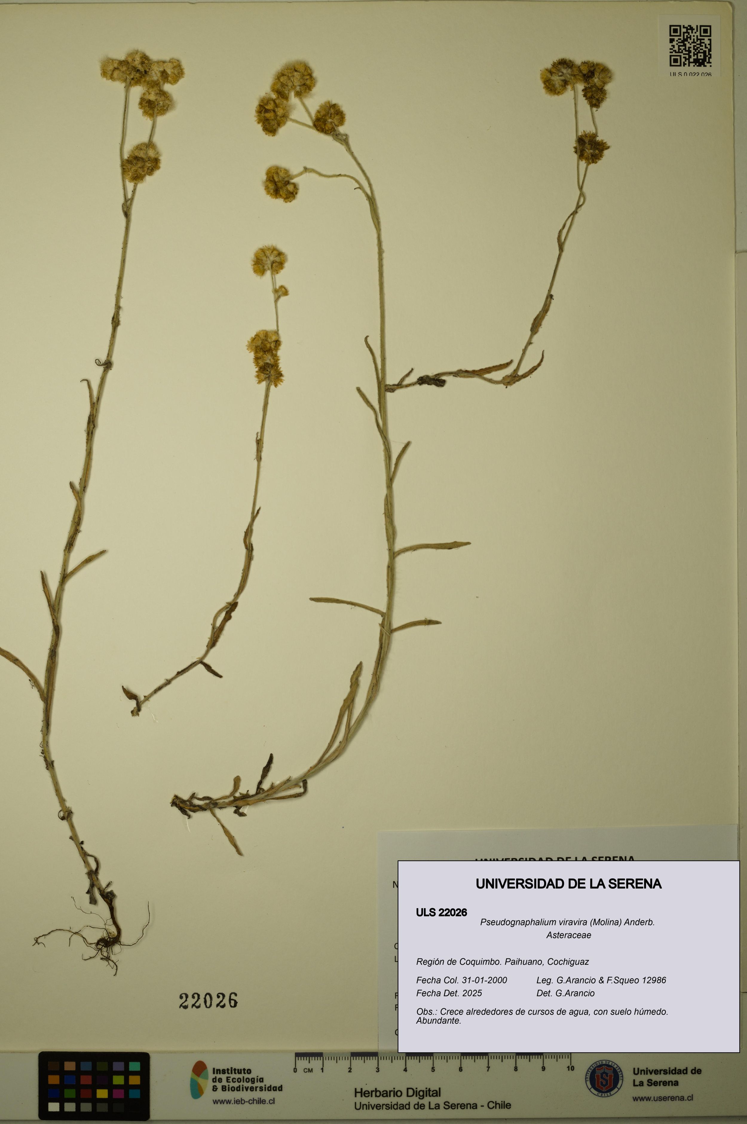 Pseudognaphalium viravira [Espécimen: ]