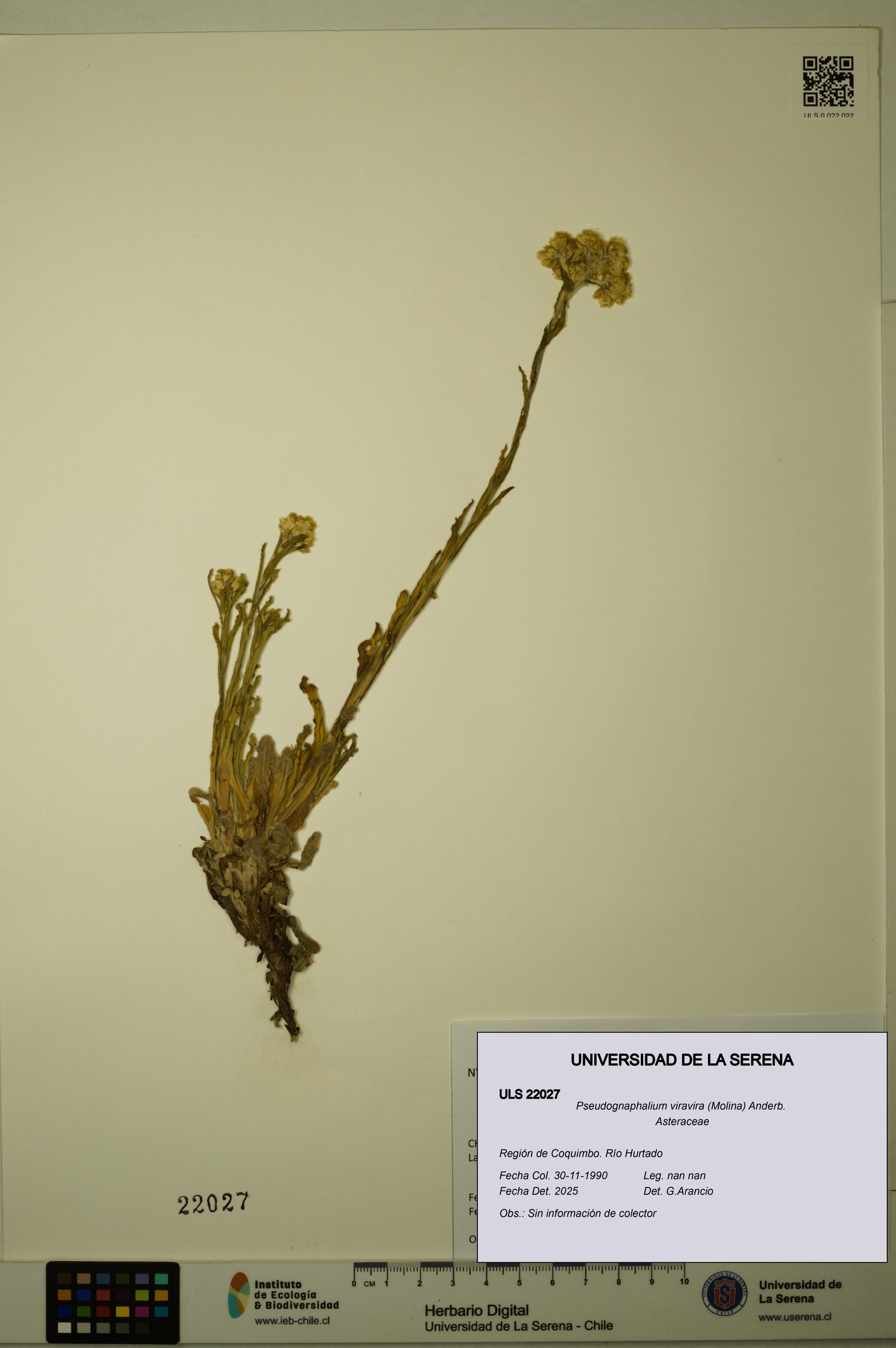 Pseudognaphalium viravira [Espécimen: ]