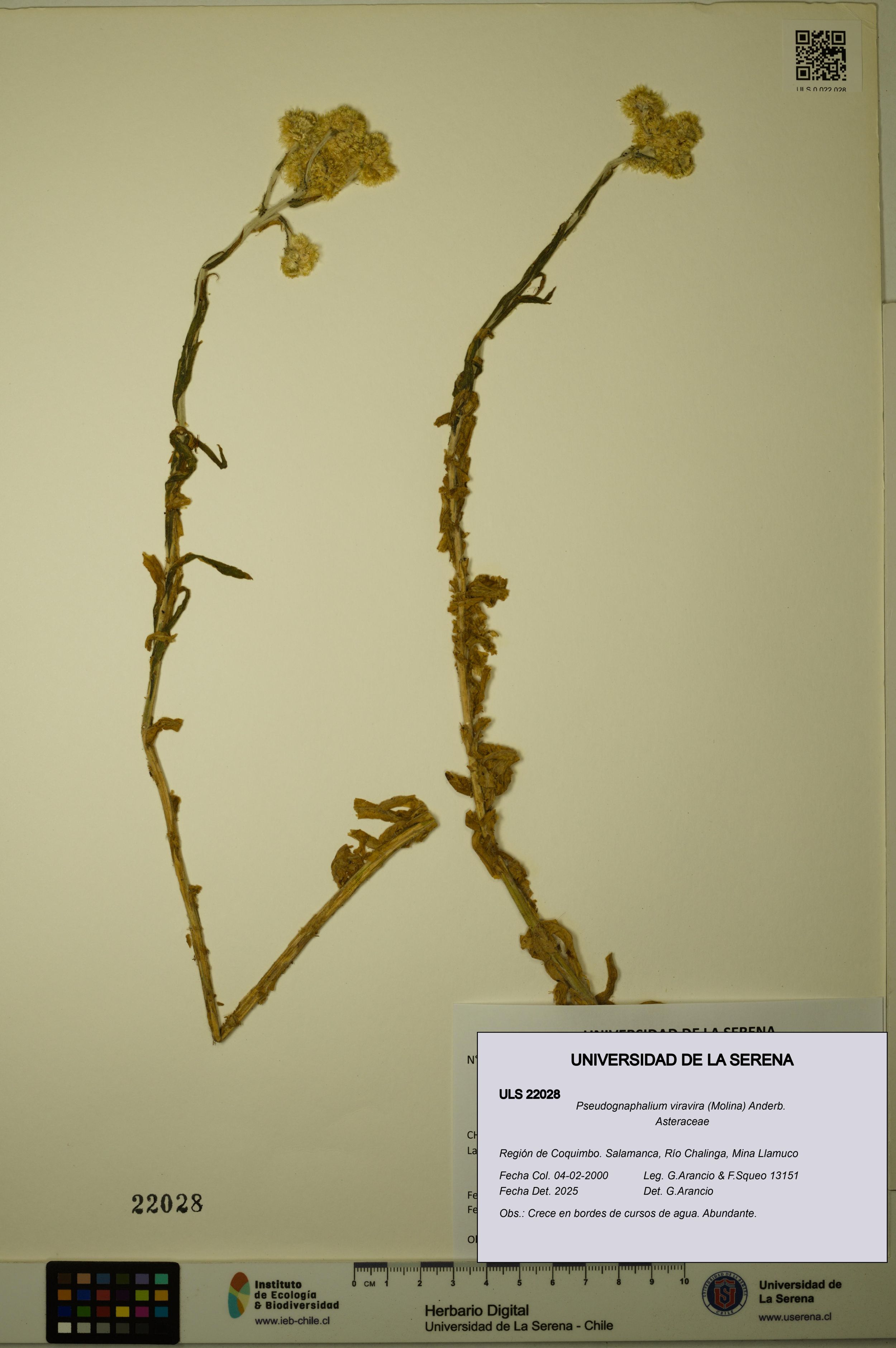 Pseudognaphalium viravira [Espécimen: ]