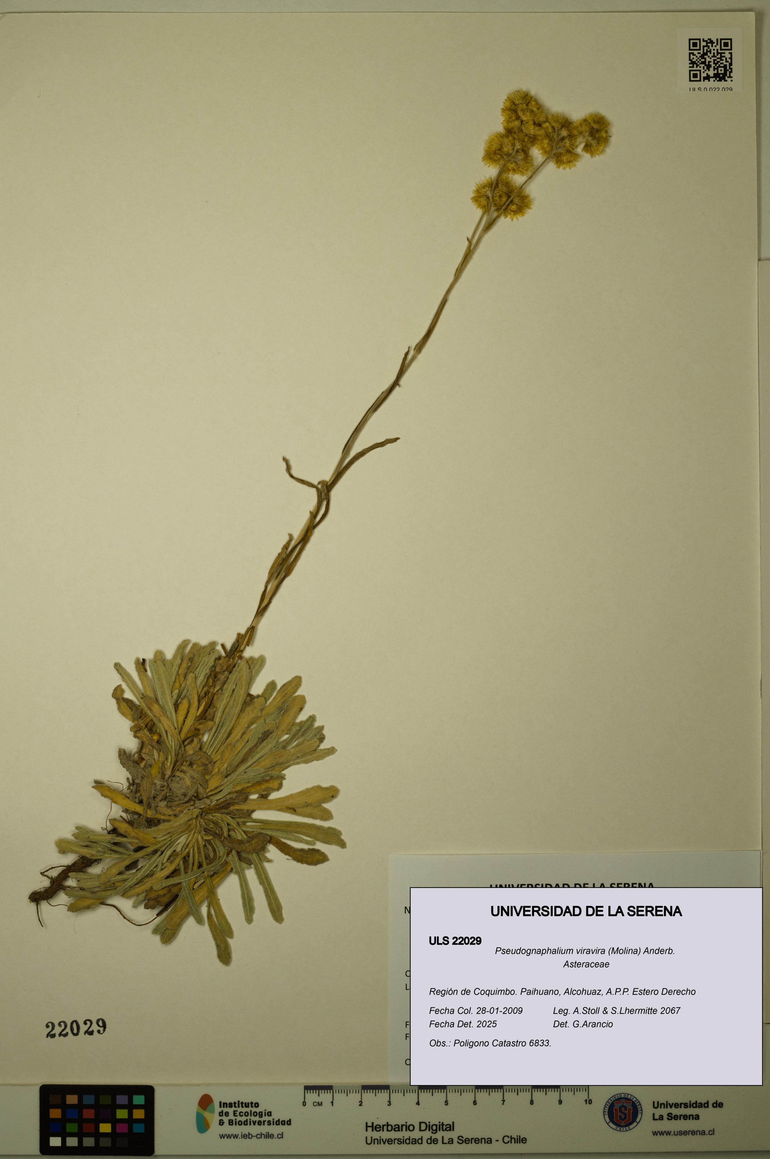 Pseudognaphalium viravira [Espécimen: ]